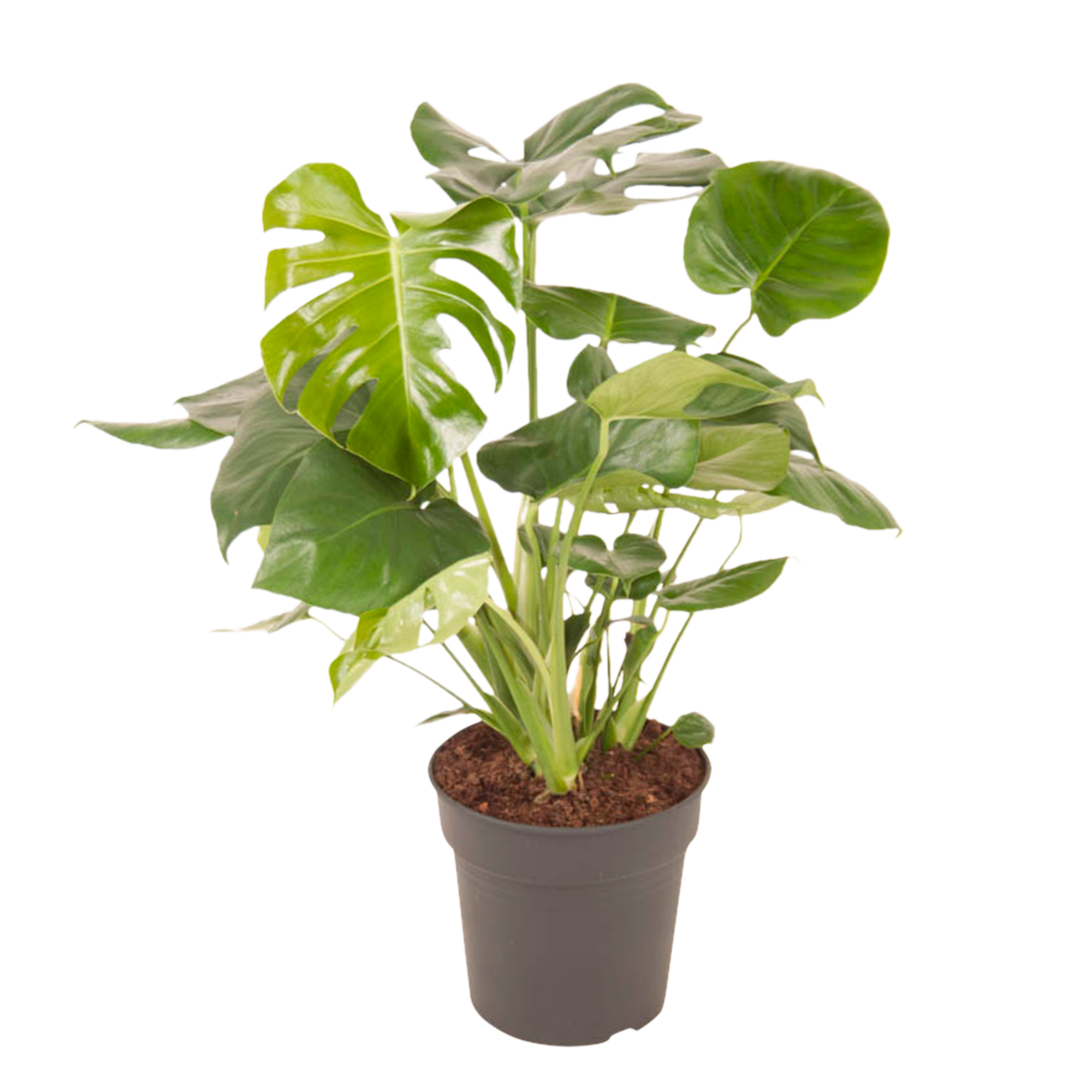 Monstera Deliciosa Struik - Afbeelding 3