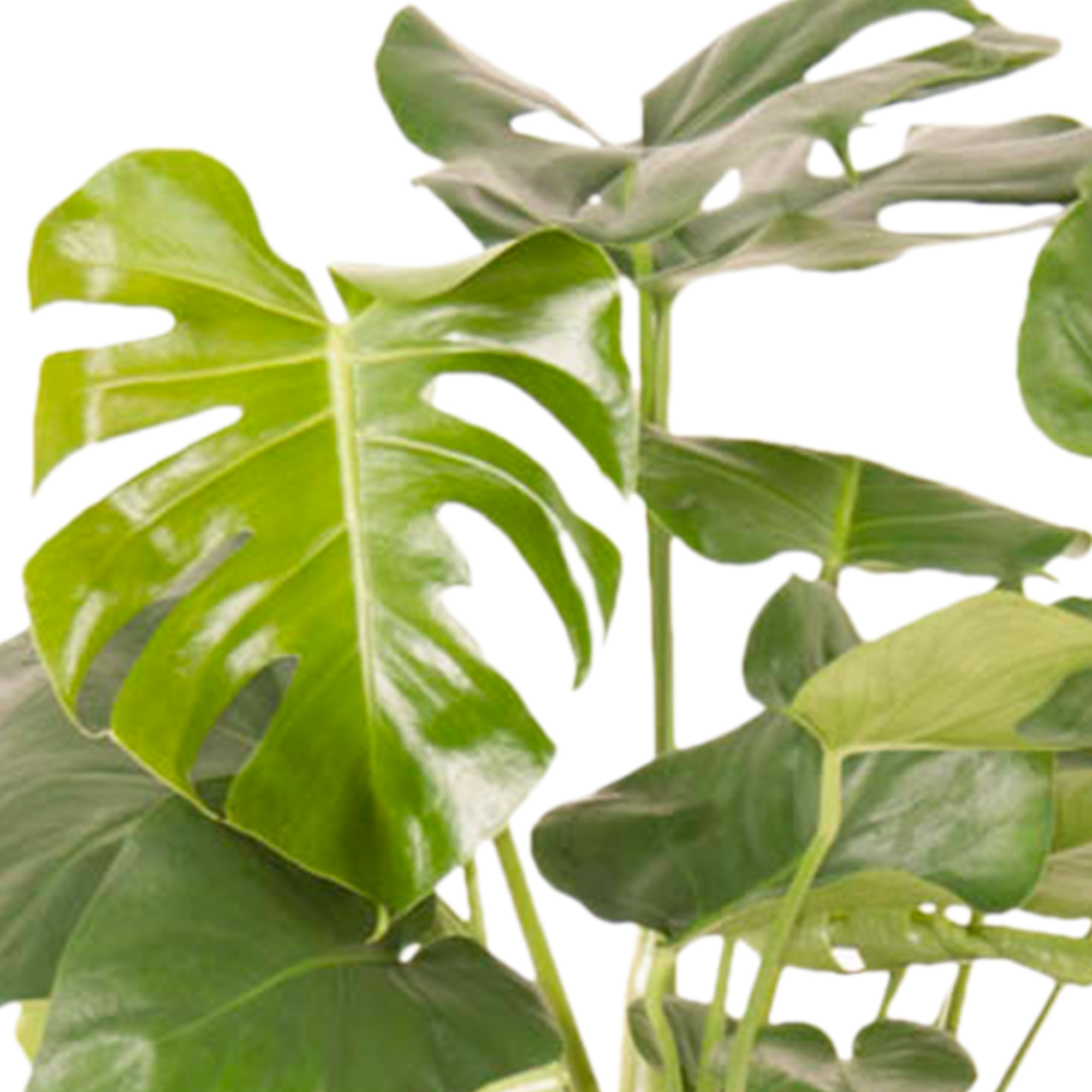 Monstera Deliciosa Struik - Afbeelding 4