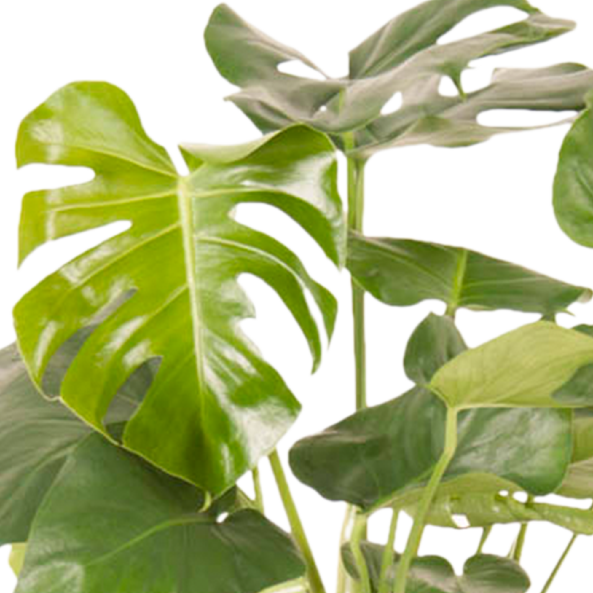 Monstera Deliciosa Struik - Afbeelding 5