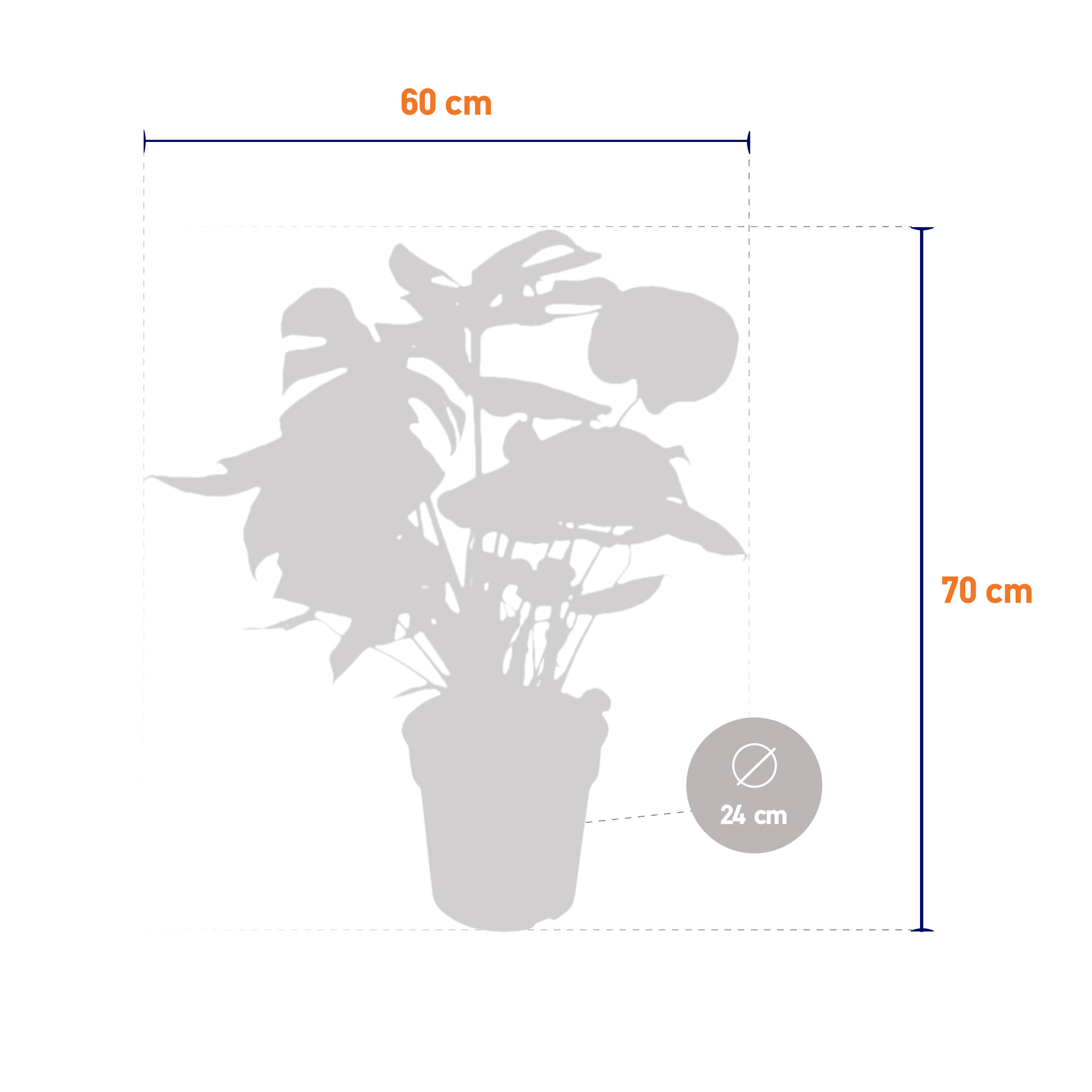 Monstera Deliciosa Struik - Afbeelding 6