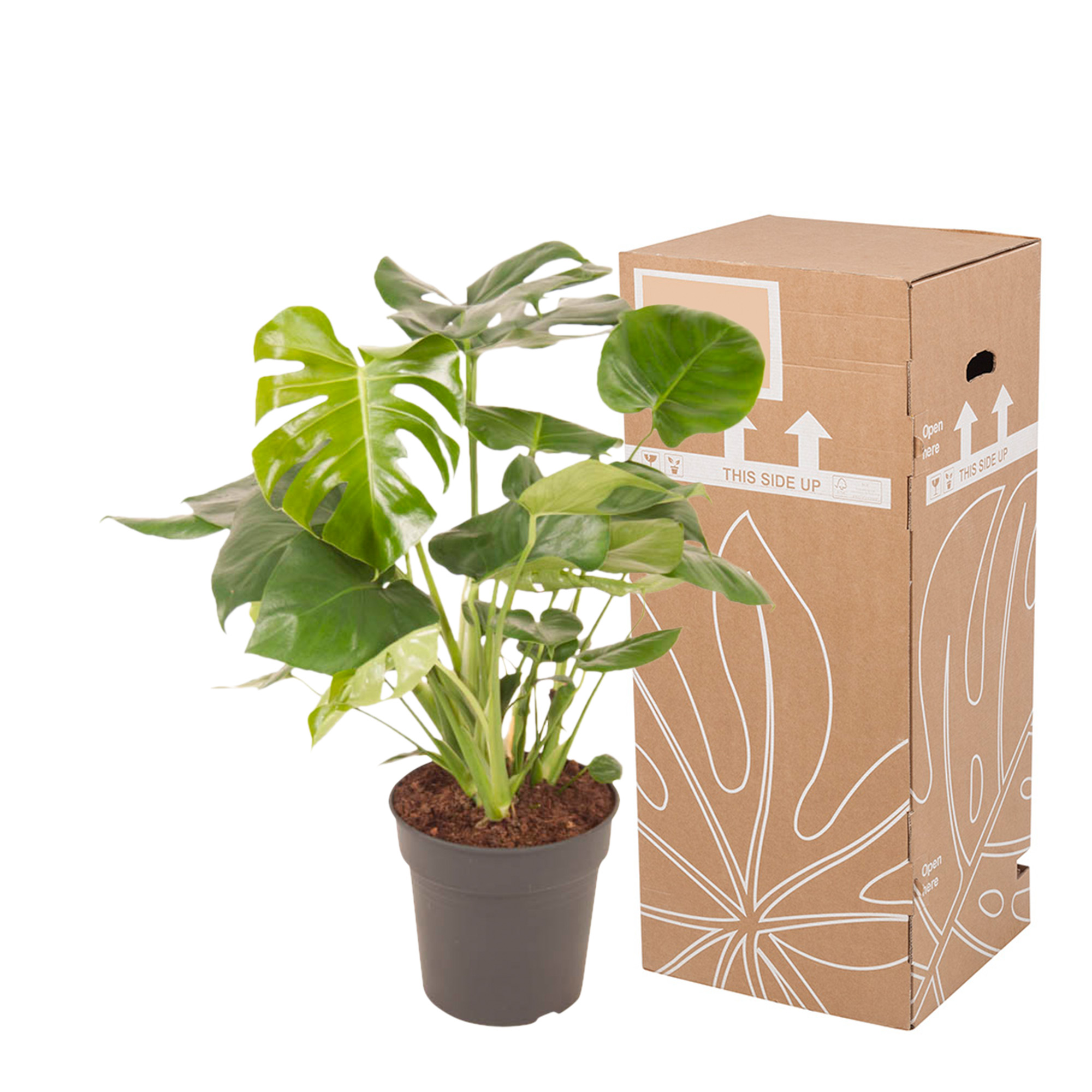 Monstera Deliciosa Struik - Afbeelding 7