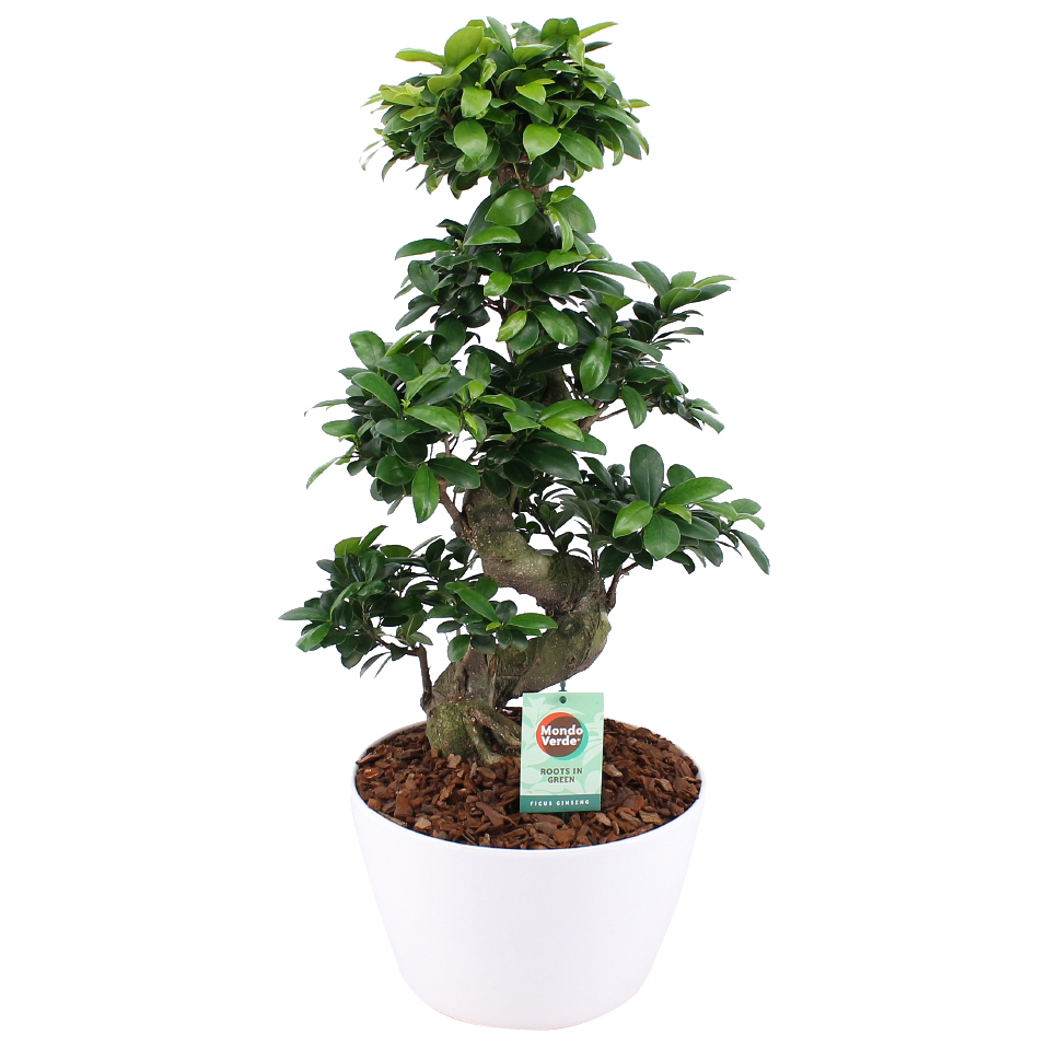 Ficus Gin Seng Bonsai met Wit Keramiek