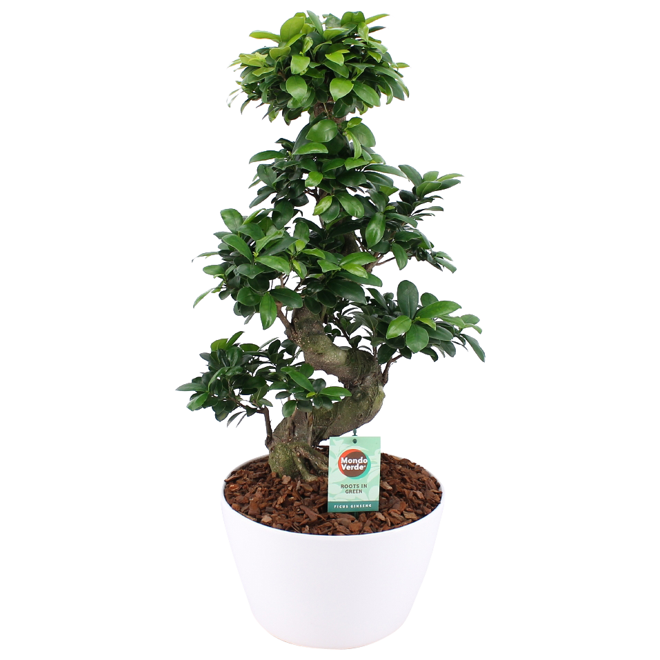 Ficus Gin Seng Bonsai met Wit Keramiek - Afbeelding 3