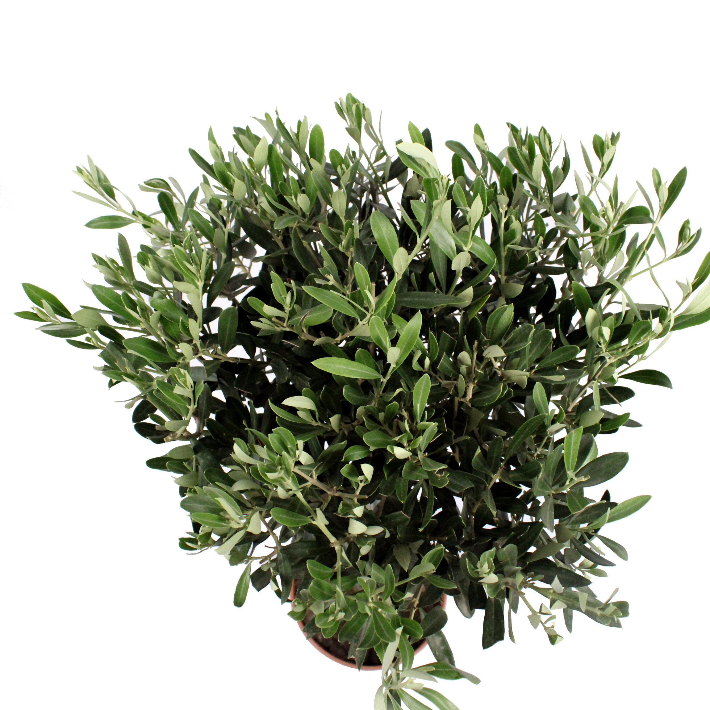 Olijf boom - Afbeelding 5