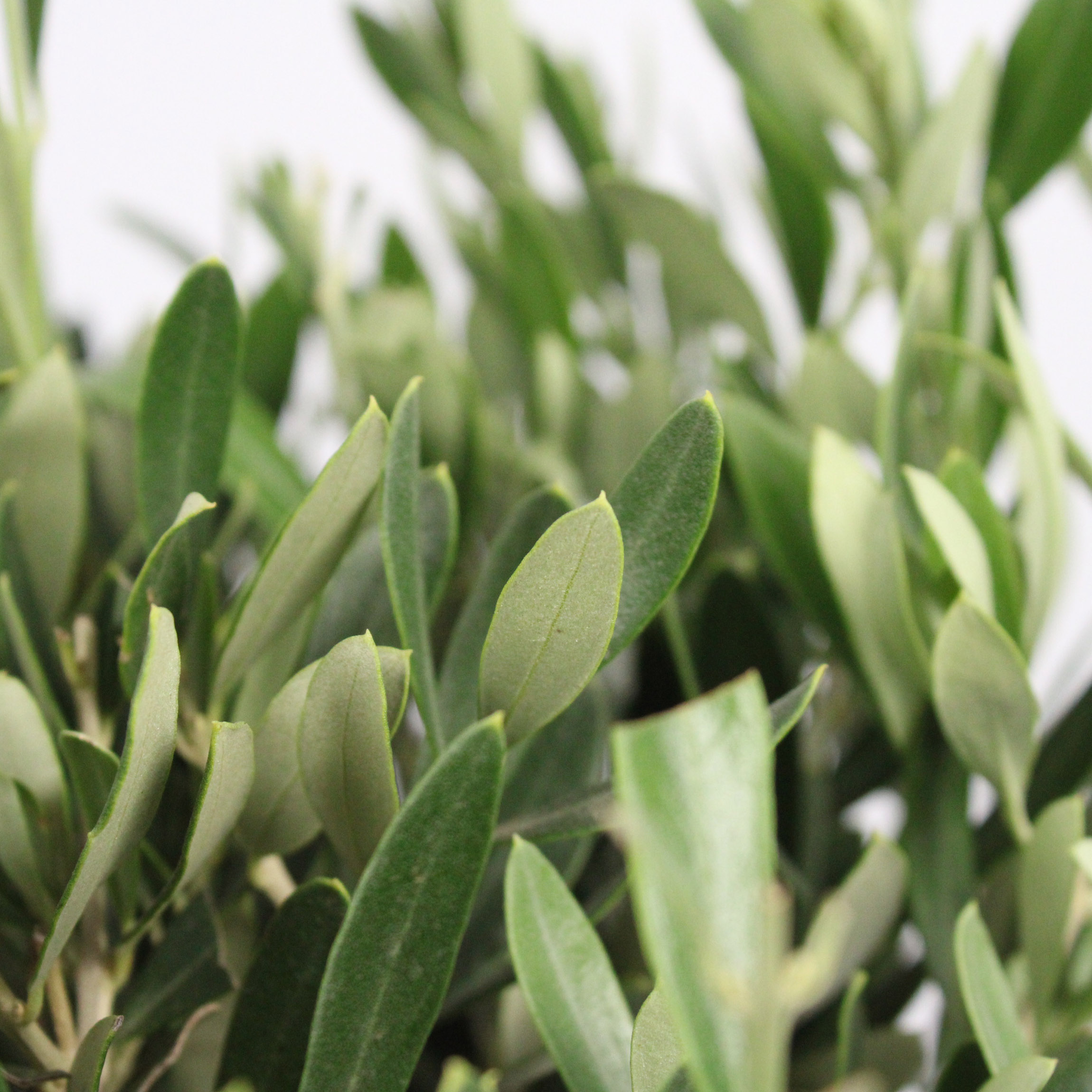 Olijf boom - Afbeelding 6