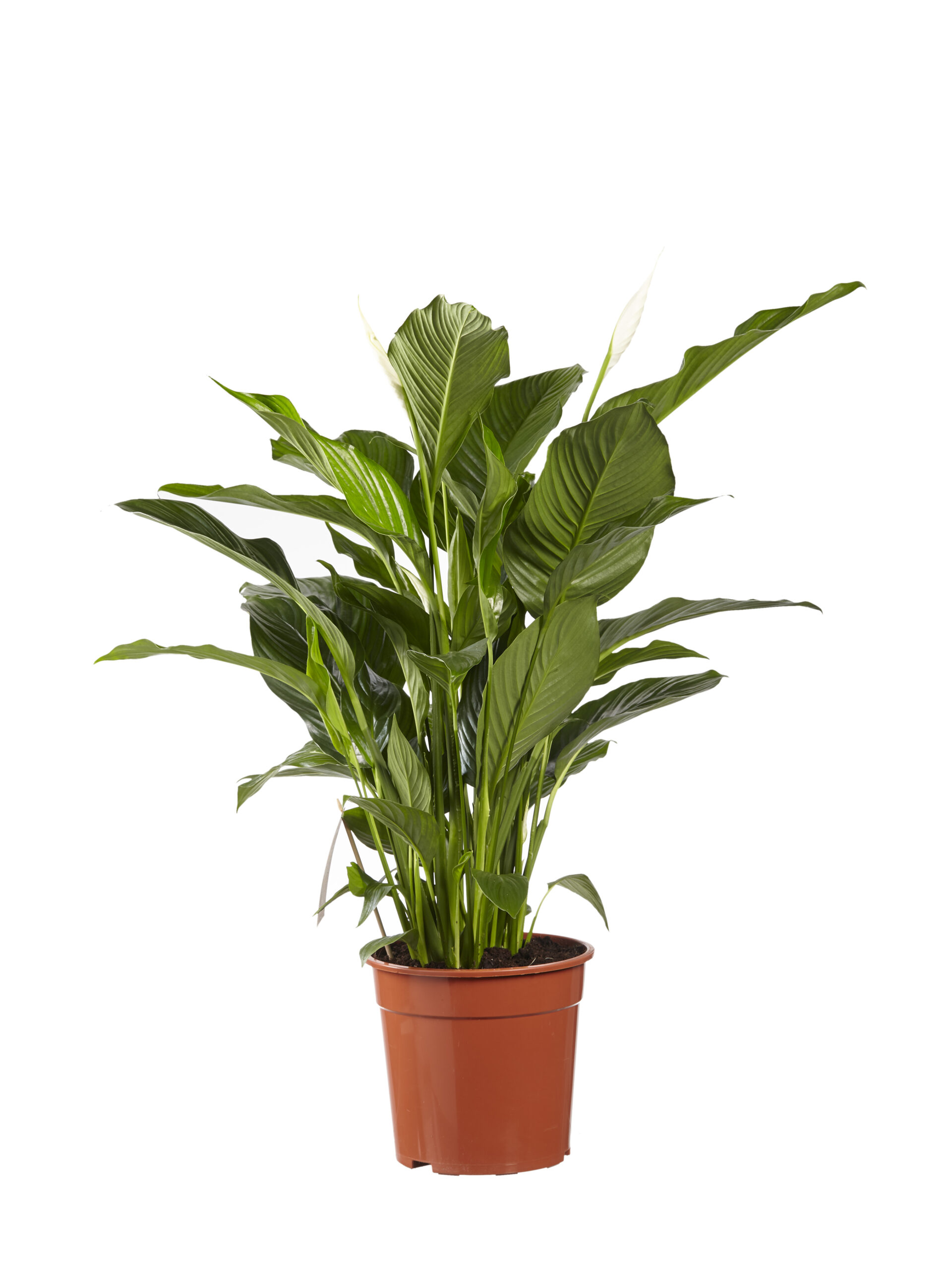 Lepelplant Spathiphyllum Sweet Lauretta
