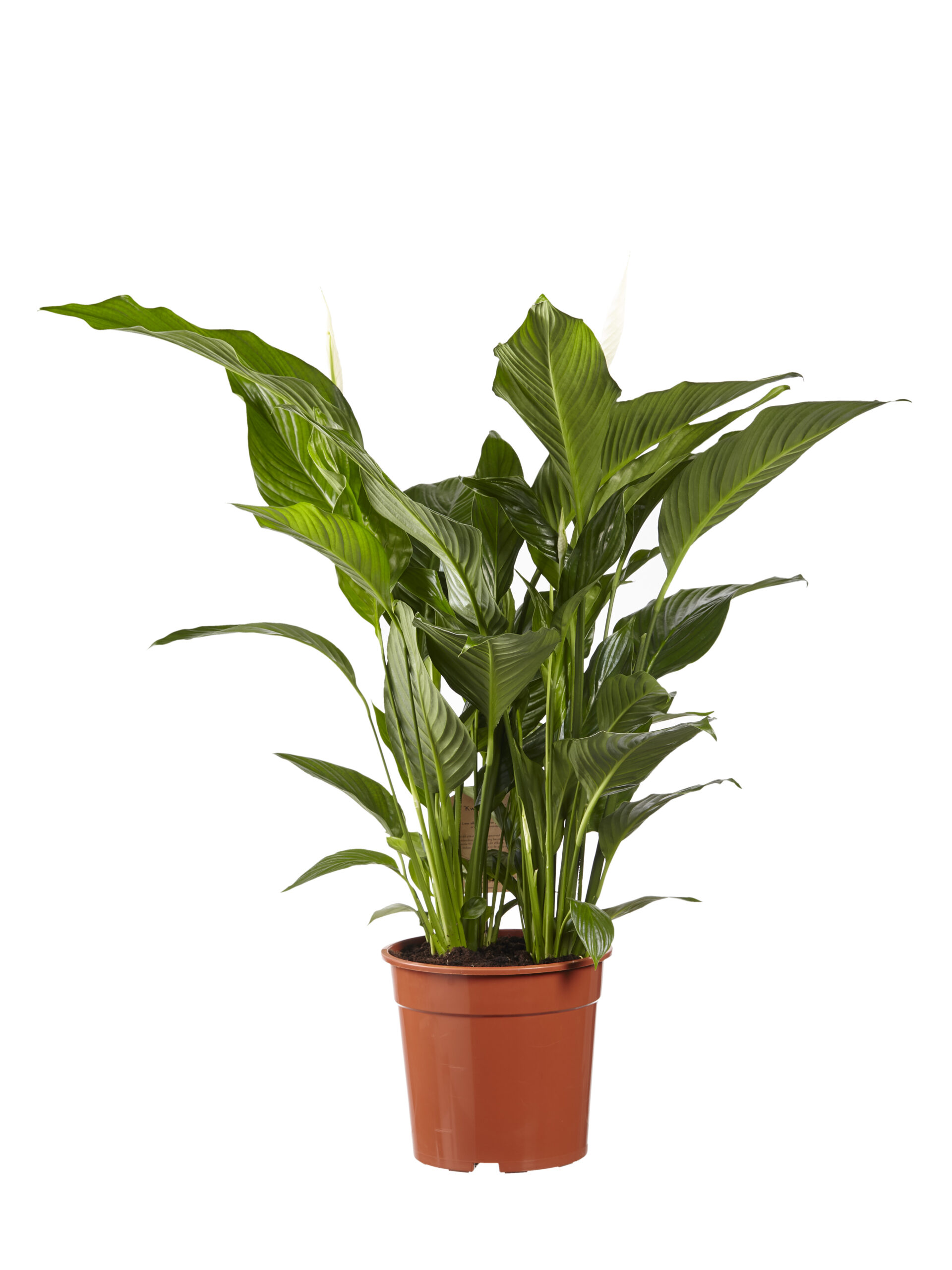 Lepelplant Spathiphyllum Sweet Lauretta - Afbeelding 3