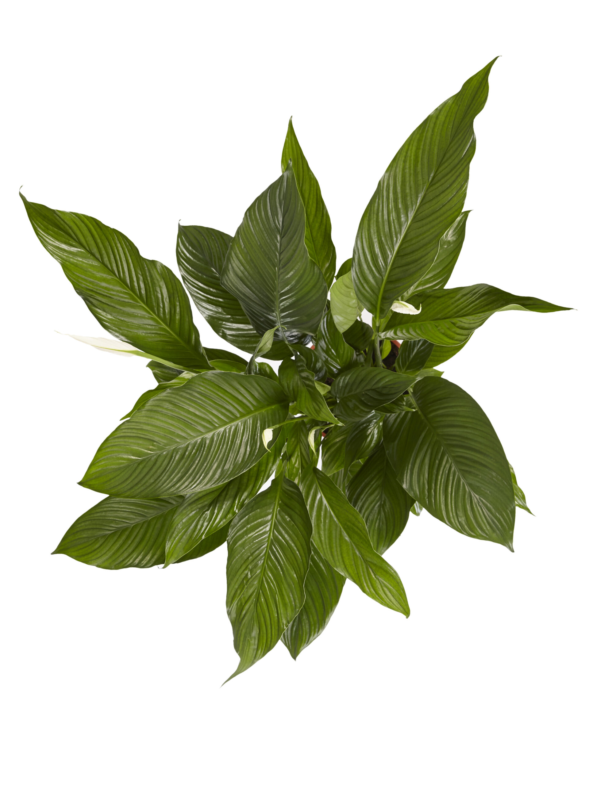 Lepelplant Spathiphyllum Sweet Lauretta - Afbeelding 4
