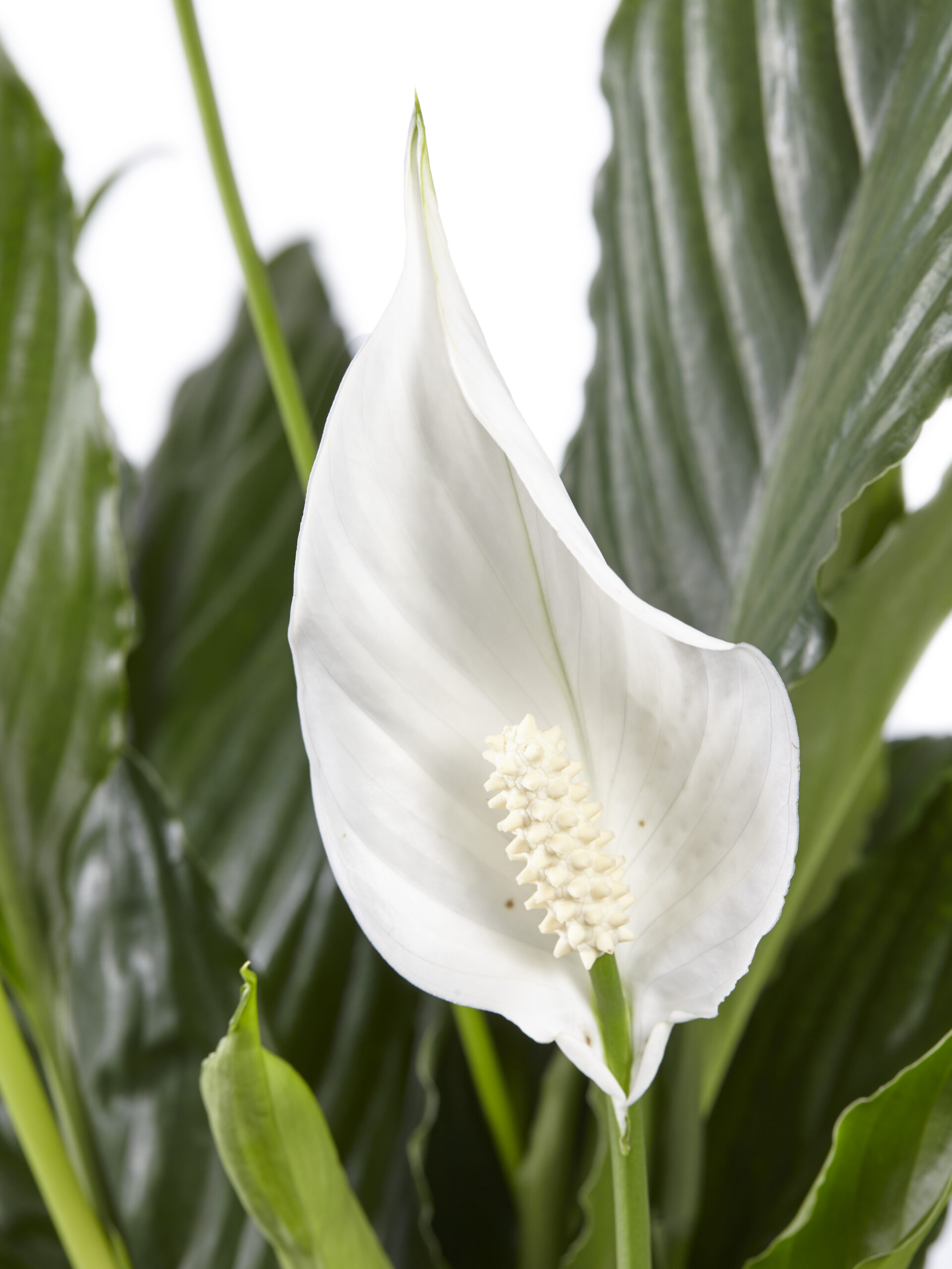 Lepelplant Spathiphyllum Sweet Lauretta - Afbeelding 5