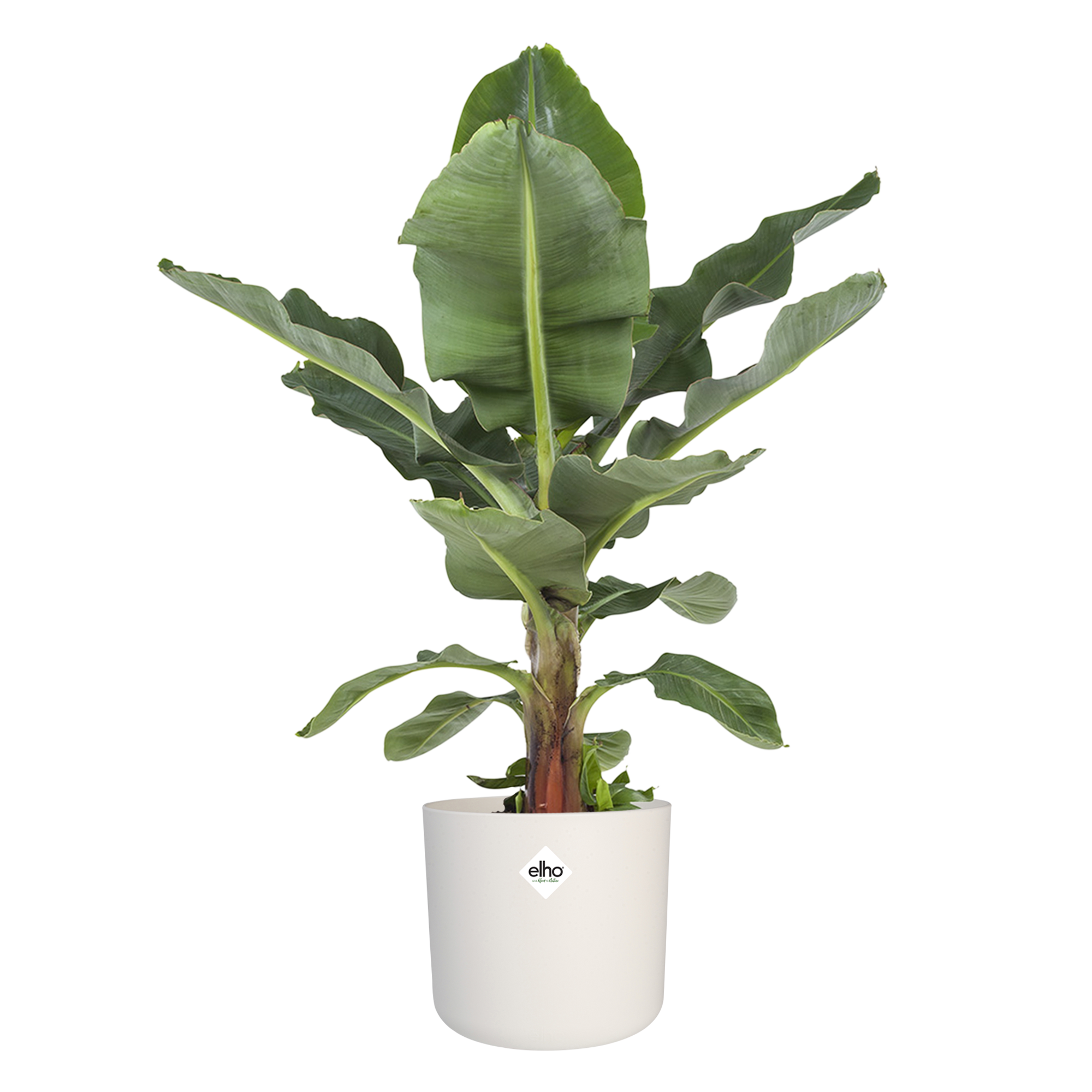 Musa in ® ELHO b.for soft sierpot - Afbeelding 3