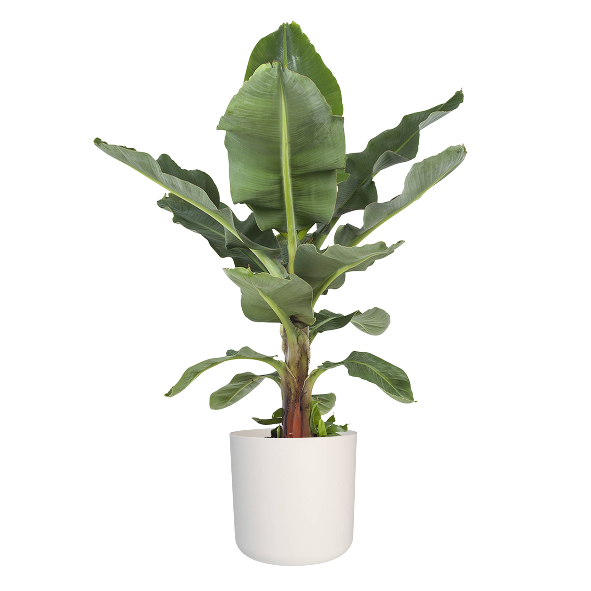 Musa in ® ELHO b.for soft sierpot - Afbeelding 4