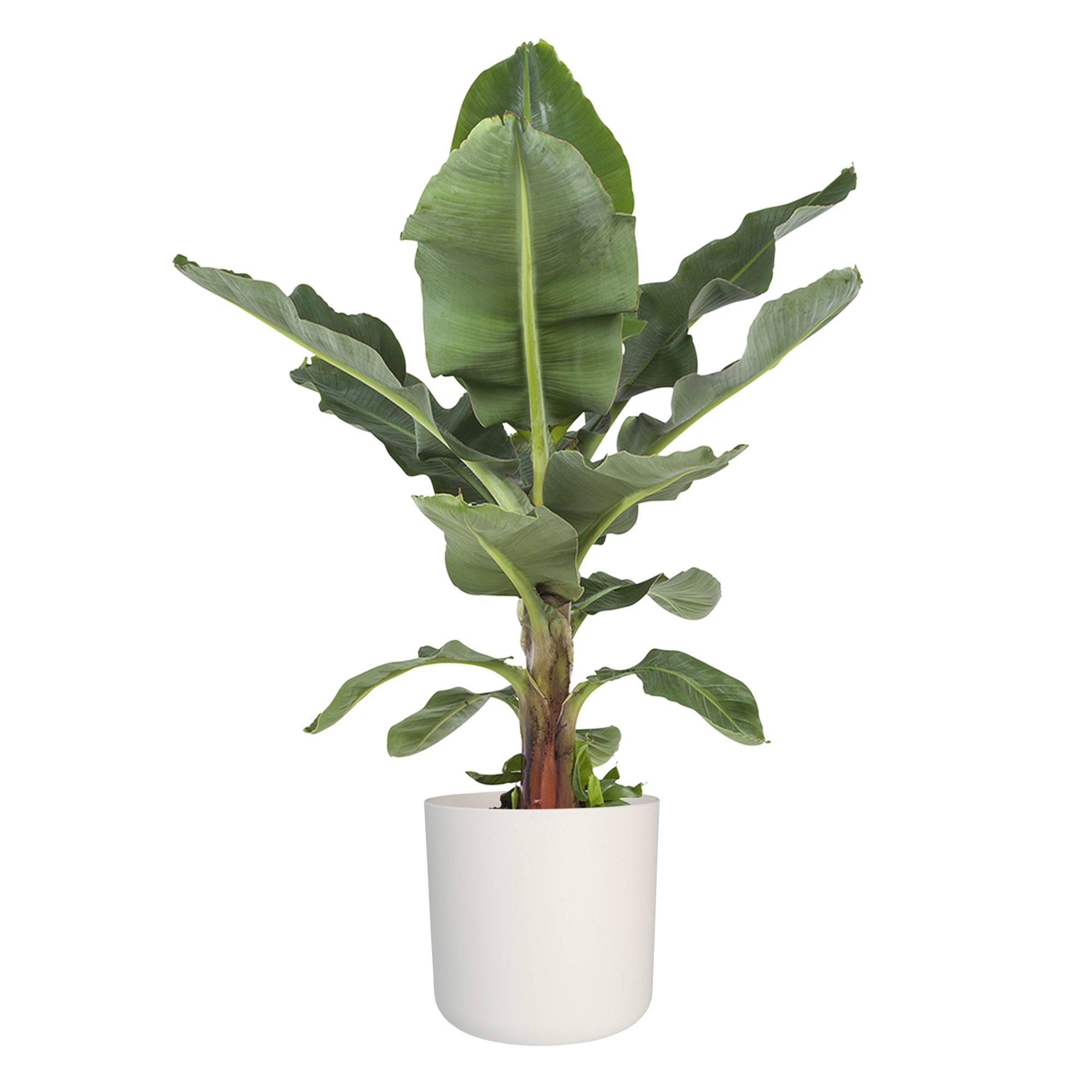 Musa in ® ELHO b.for soft sierpot - Afbeelding 5