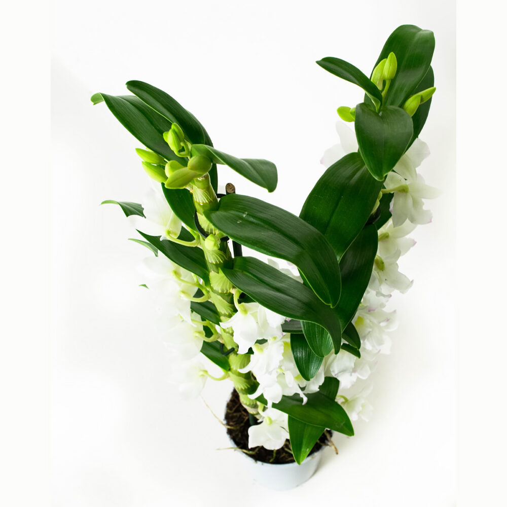 Dendrobium Nobile Apollon 2T - Afbeelding 4