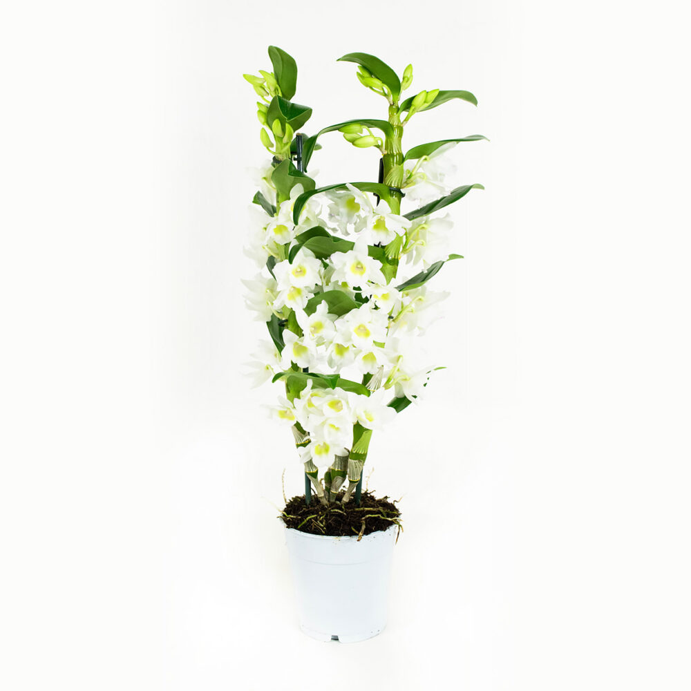 Dendrobium Nobile Apollon 2T - Afbeelding 5