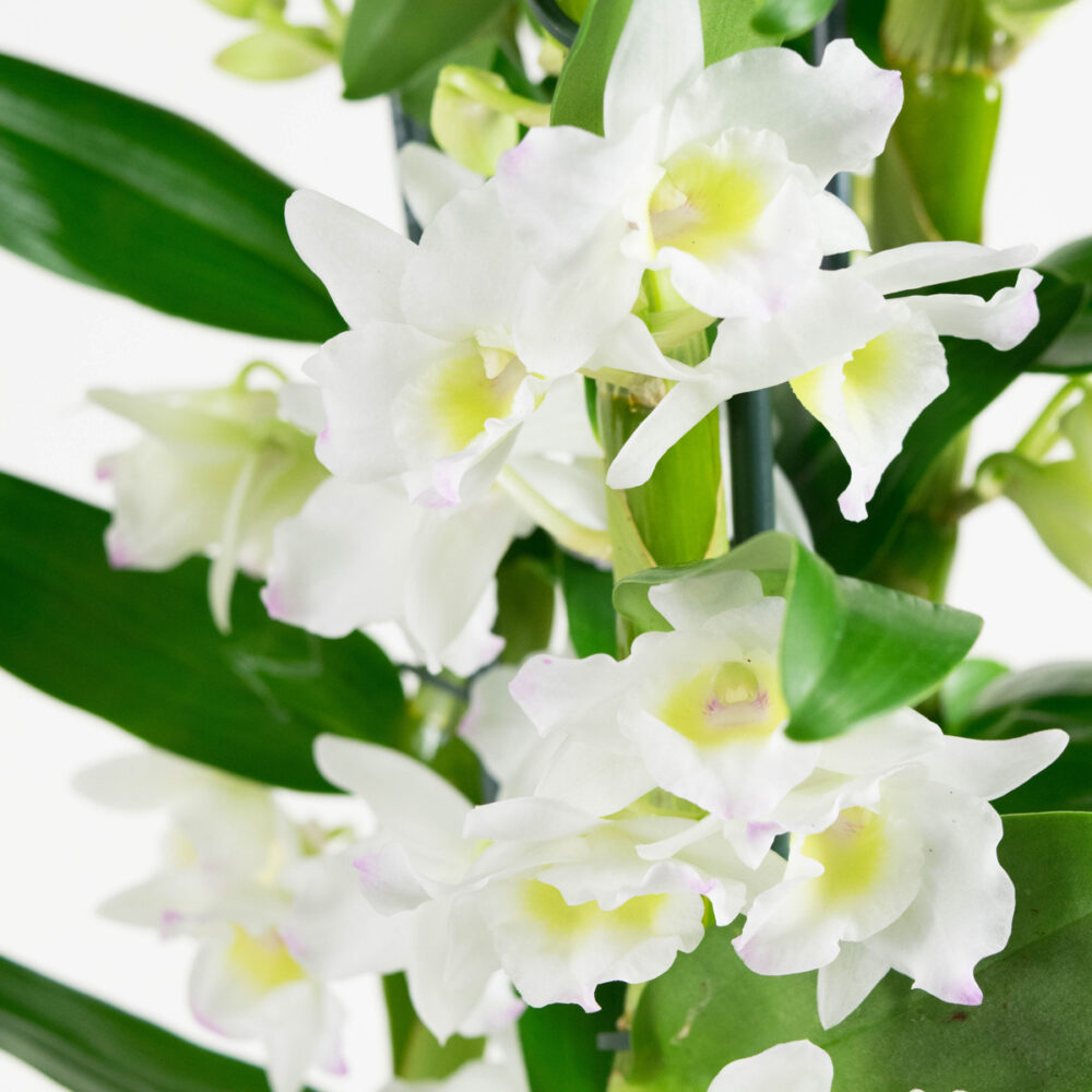 Dendrobium Nobile Apollon 3T - Afbeelding 3