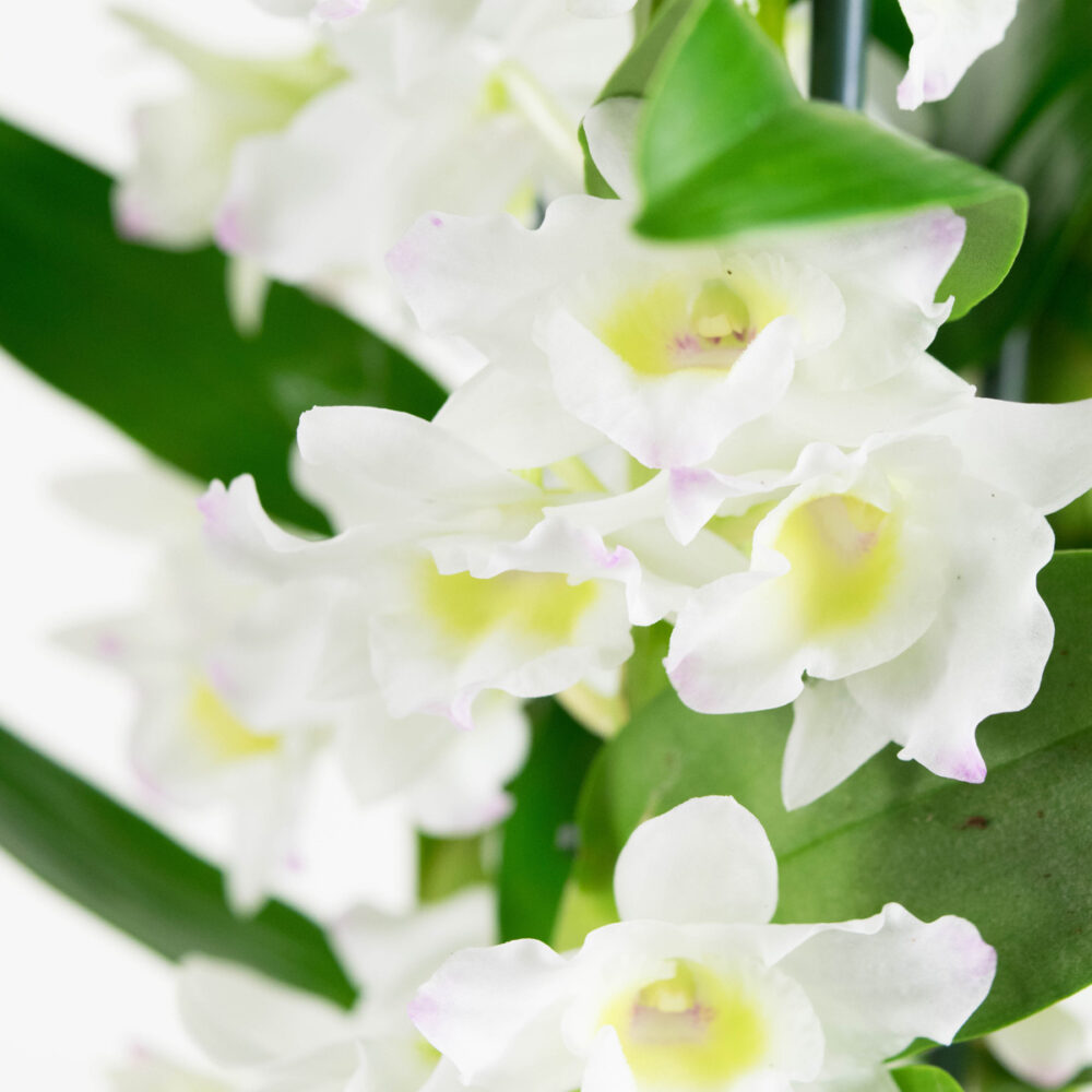 Dendrobium Nobile Apollon 3T - Afbeelding 4