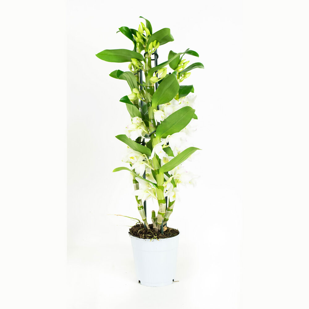 Dendrobium Nobile Apollon 3T - Afbeelding 7