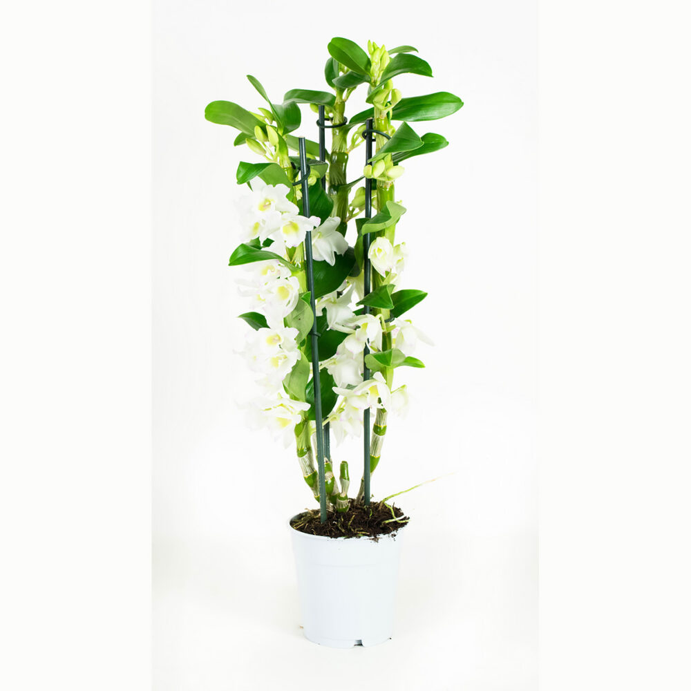 Dendrobium Nobile Apollon 3T - Afbeelding 9