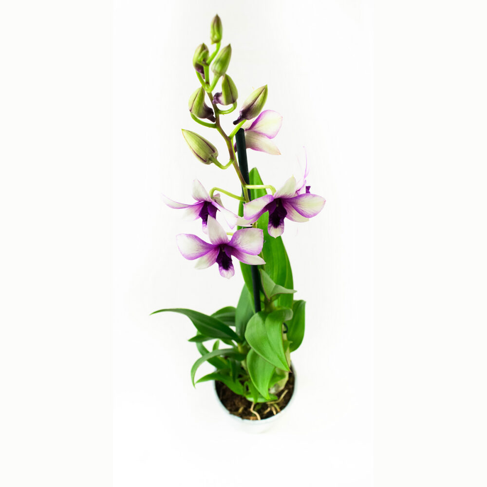 Dendrobium Sa-nook Polar Fire - Afbeelding 3