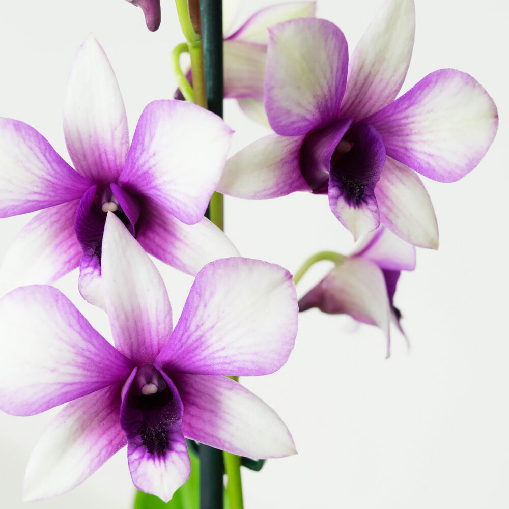 Dendrobium Sa-nook Polar Fire - Afbeelding 4