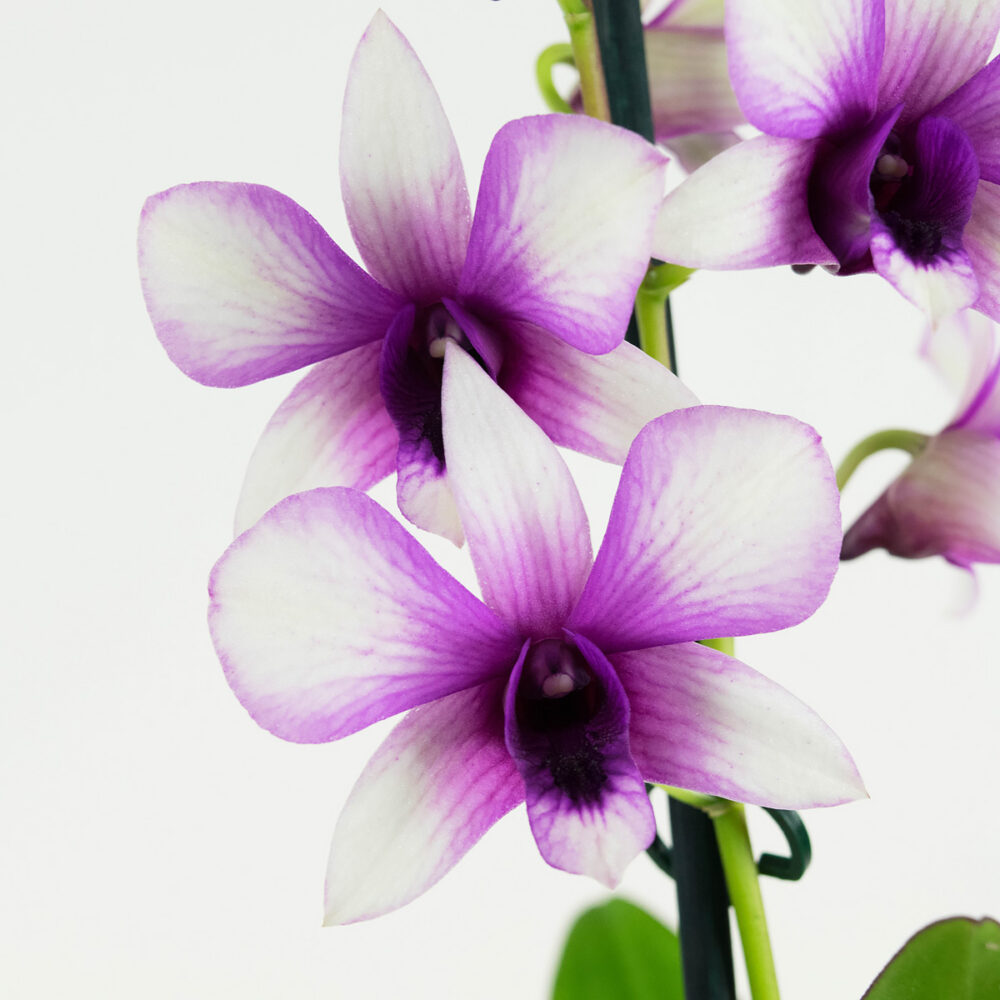 Dendrobium Sa-nook Polar Fire - Afbeelding 5