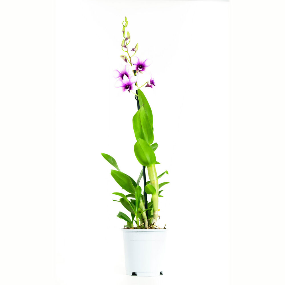 Dendrobium Sa-nook Polar Fire - Afbeelding 6