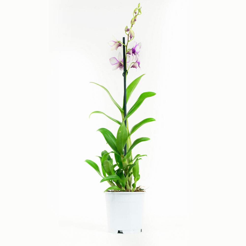 Dendrobium Sa-nook Polar Fire - Afbeelding 7