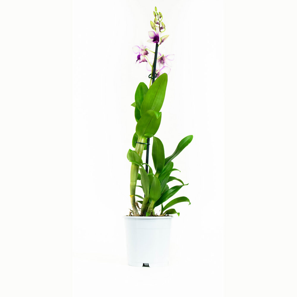 Dendrobium Sa-nook Polar Fire - Afbeelding 8