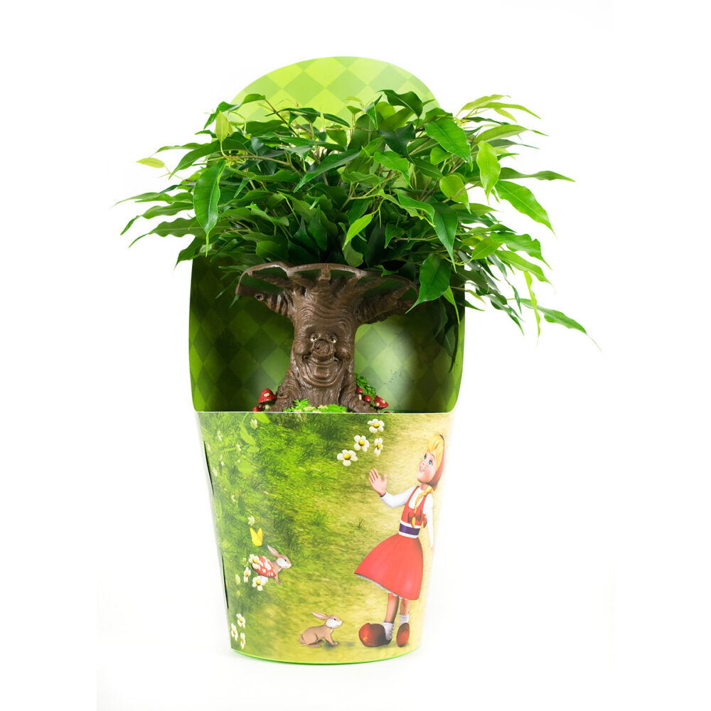 Ficus Green Kinky Sprookjesboom - Afbeelding 3