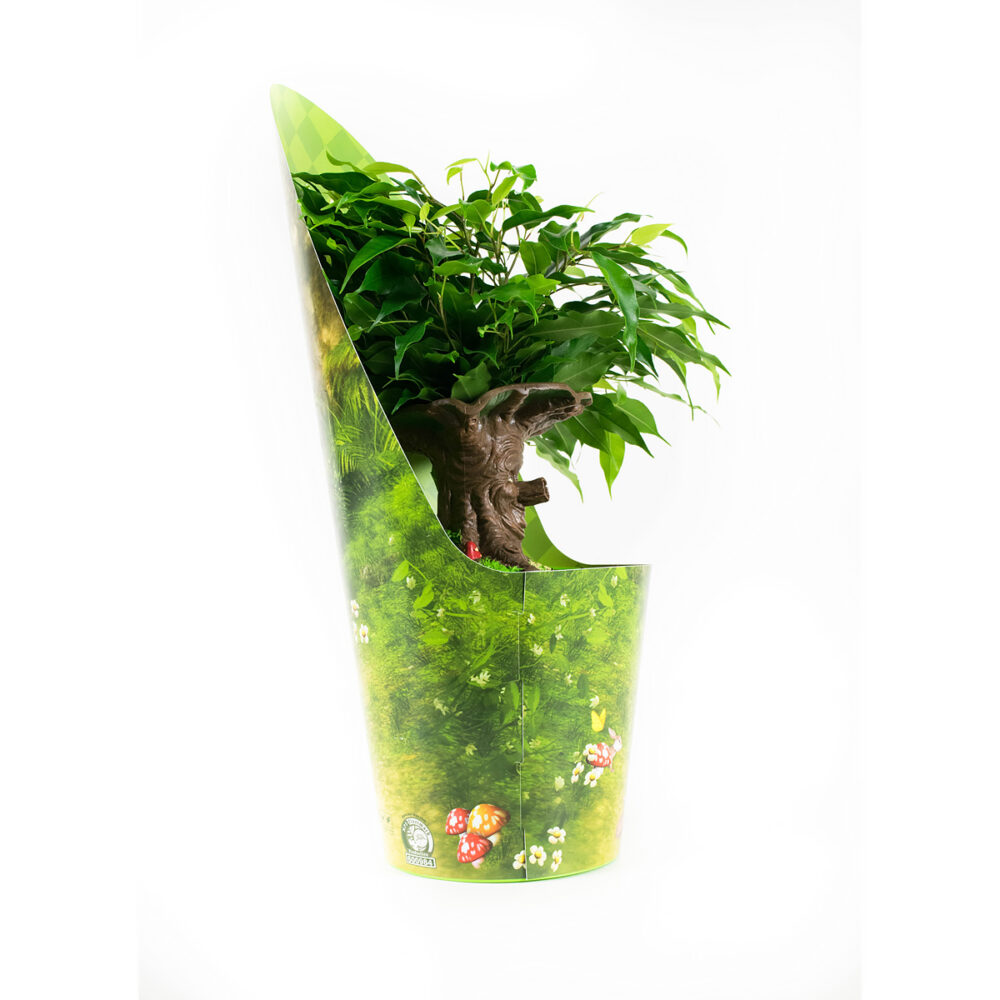 Ficus Green Kinky Sprookjesboom - Afbeelding 4