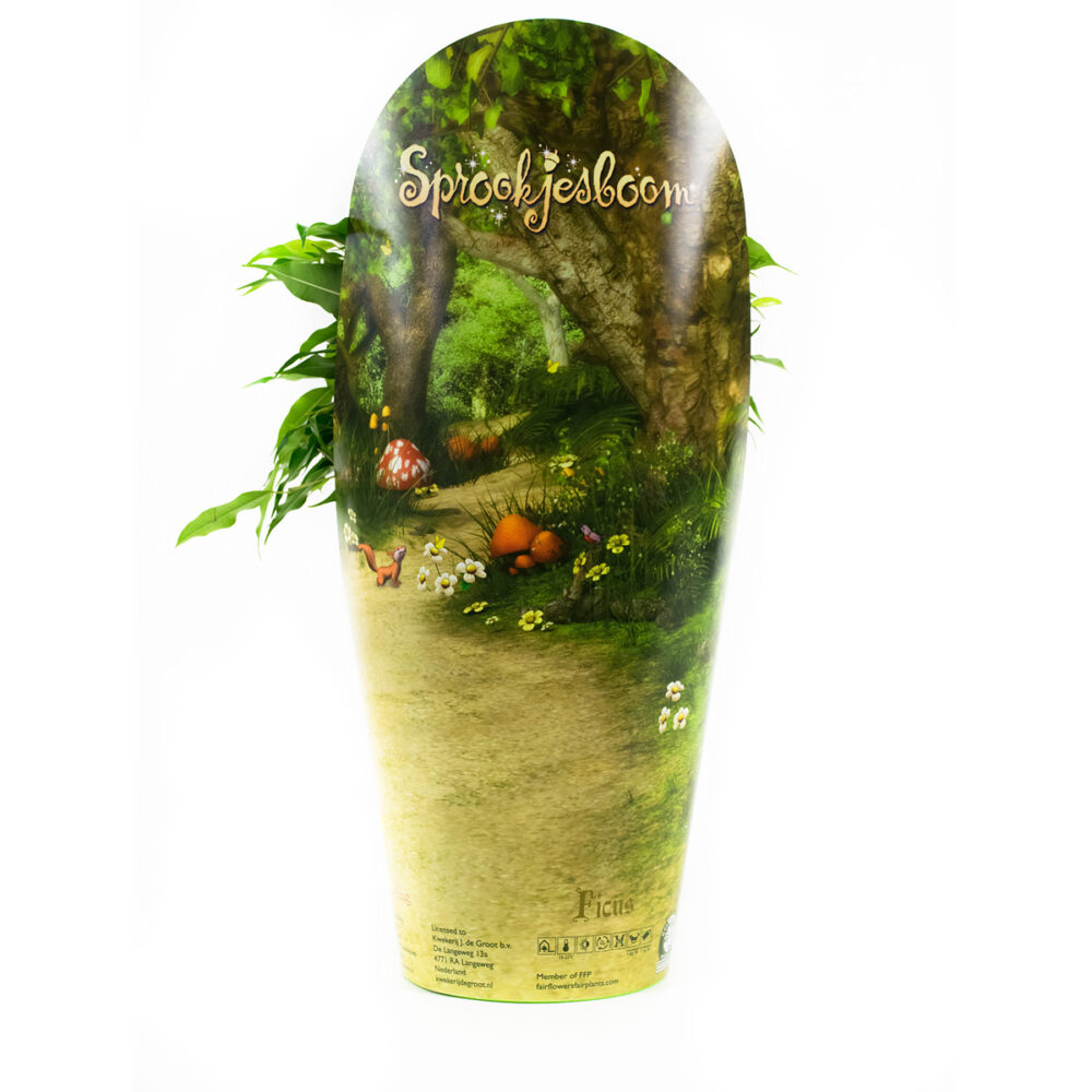 Ficus Green Kinky Sprookjesboom - Afbeelding 5