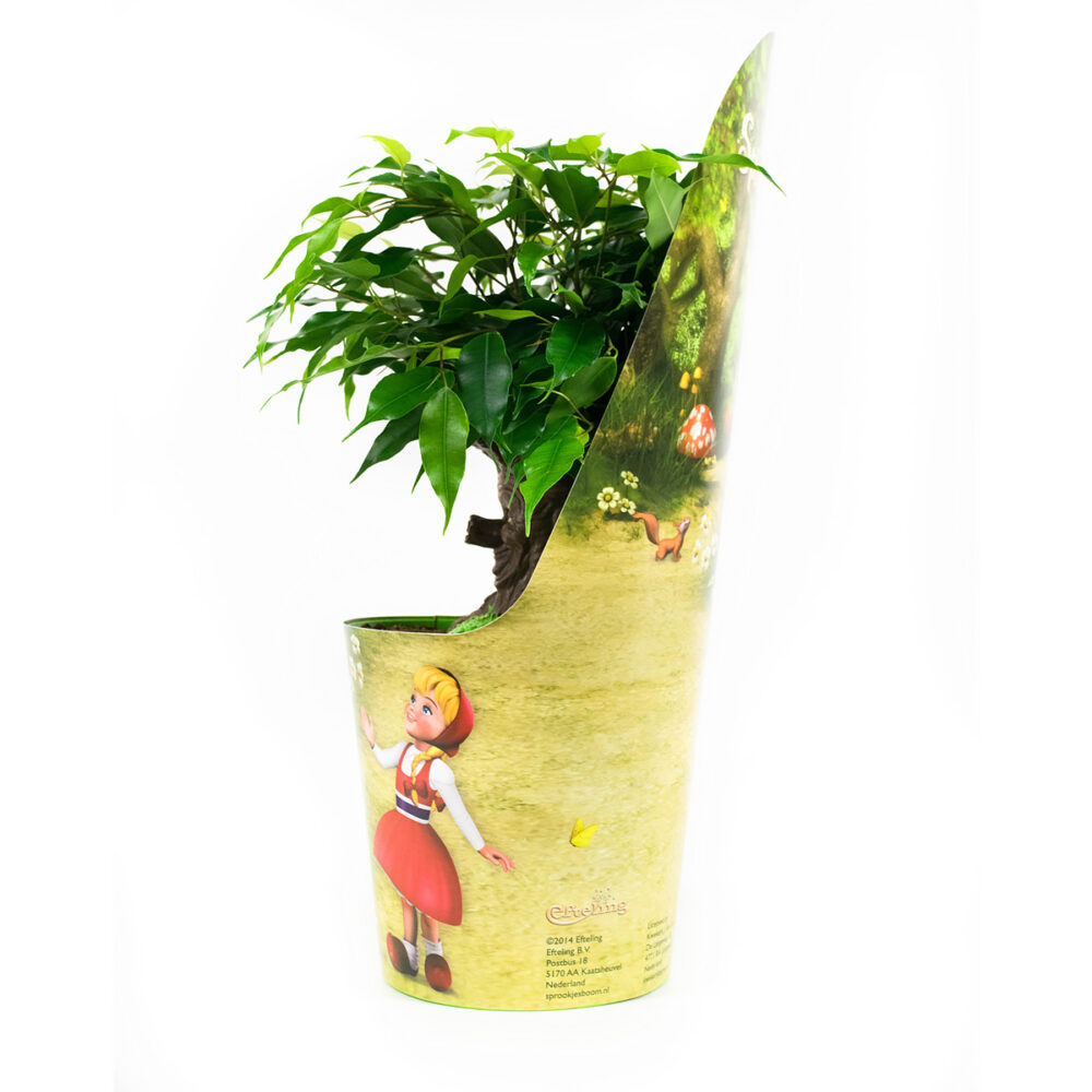 Ficus Green Kinky Sprookjesboom - Afbeelding 6