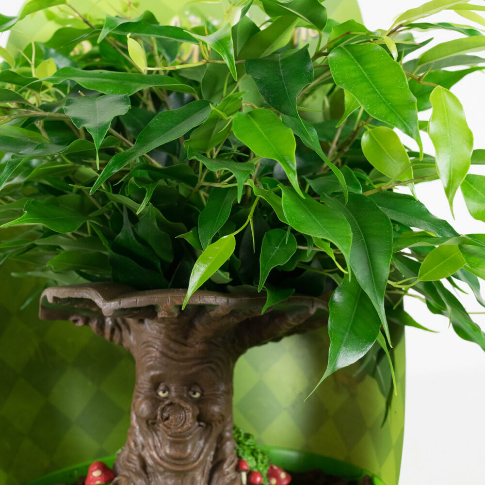 Ficus Green Kinky Sprookjesboom - Afbeelding 8