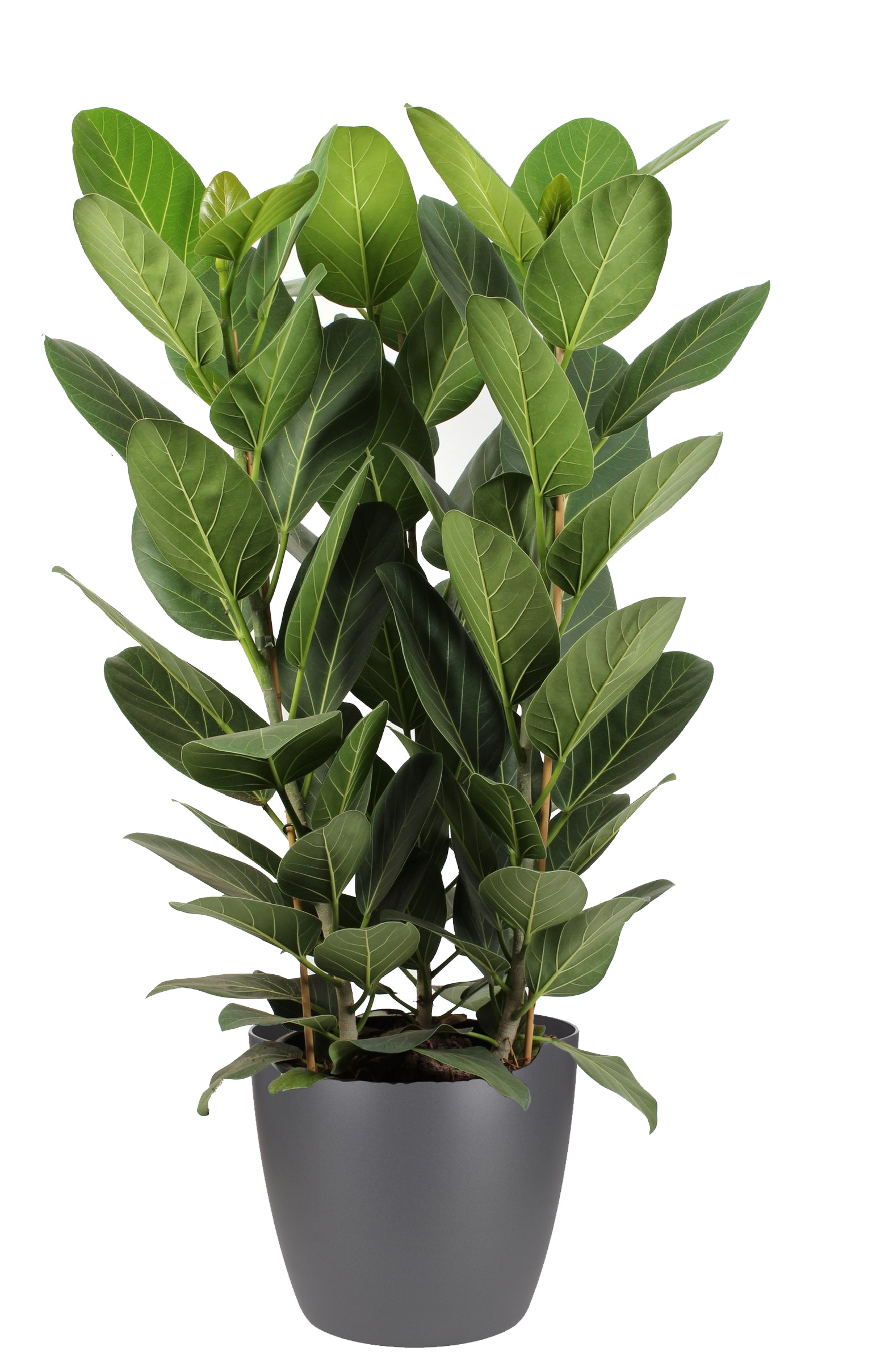 Ficus Audrey in ELHO sierpot (antraciet)