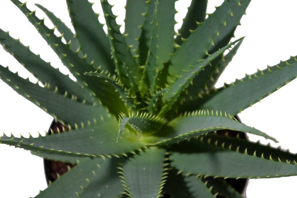 Aloë Arborescens - Afbeelding 3