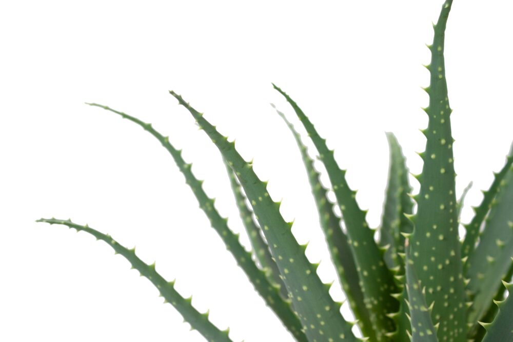 Aloë Arborescens - Afbeelding 4