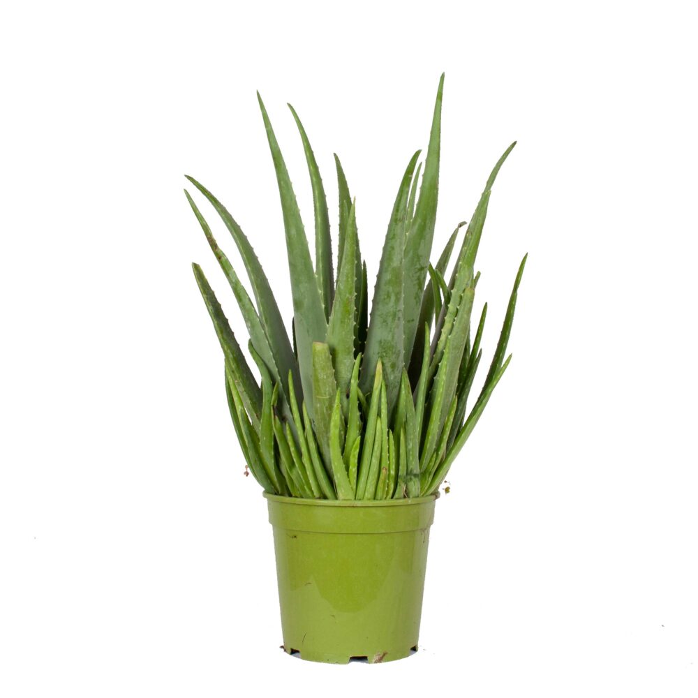 Aloe Vera - Afbeelding 3