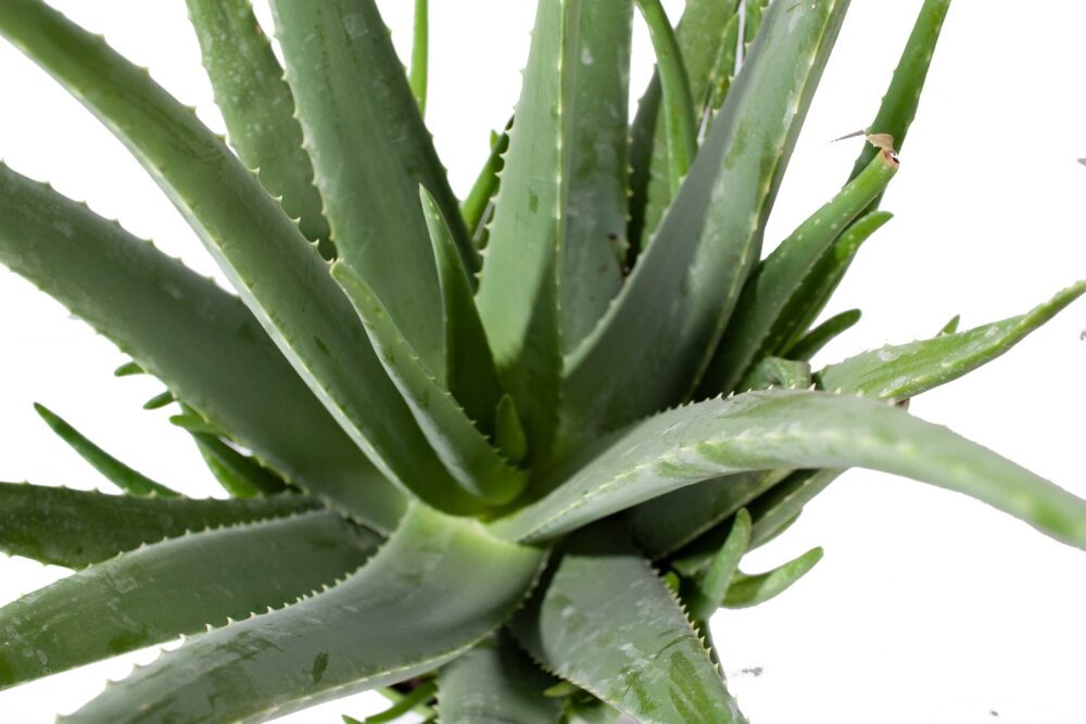 Aloe Vera - Afbeelding 4