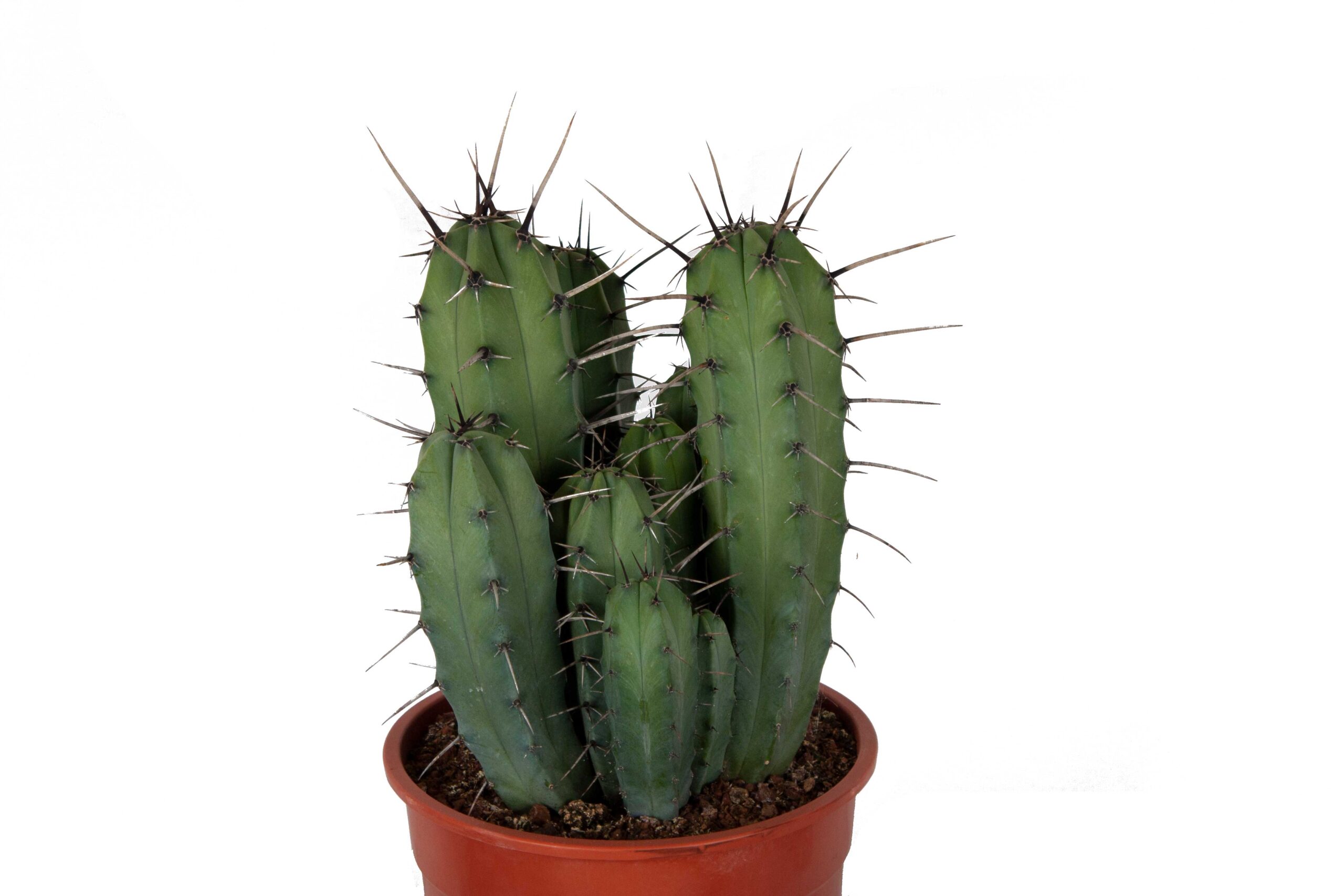 Myrtillocactus gemetrizans - Afbeelding 3