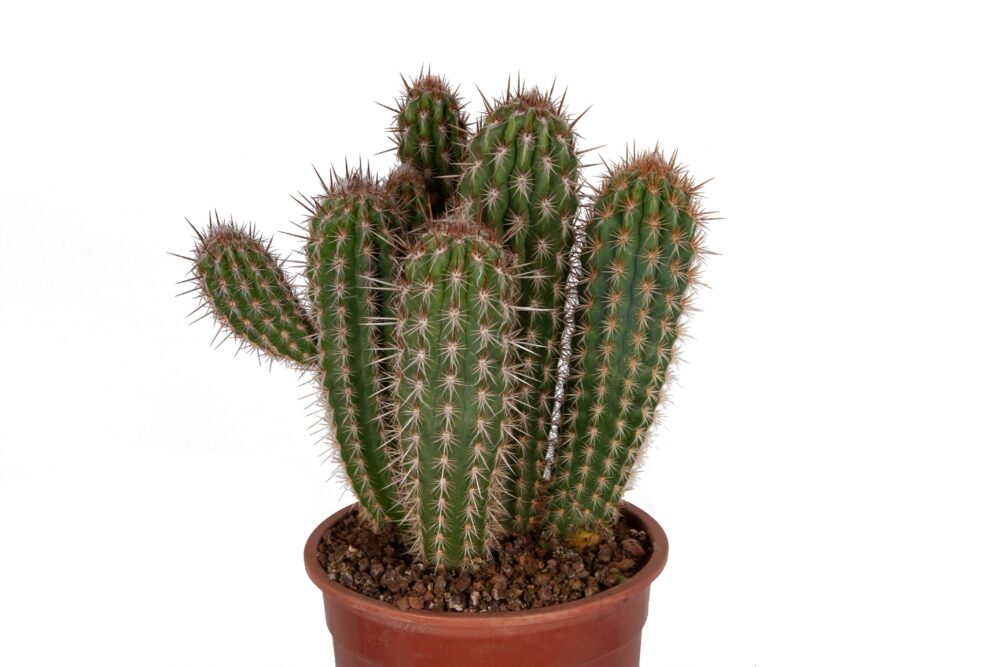 Pilosocereus gounelii - Afbeelding 3