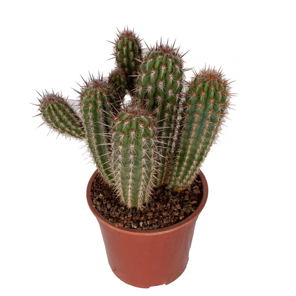 Pilosocereus gounelii - Afbeelding 4