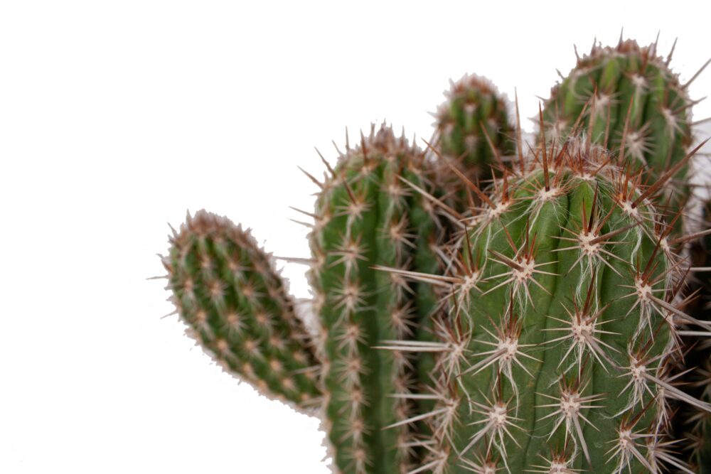 Pilosocereus gounelii - Afbeelding 5