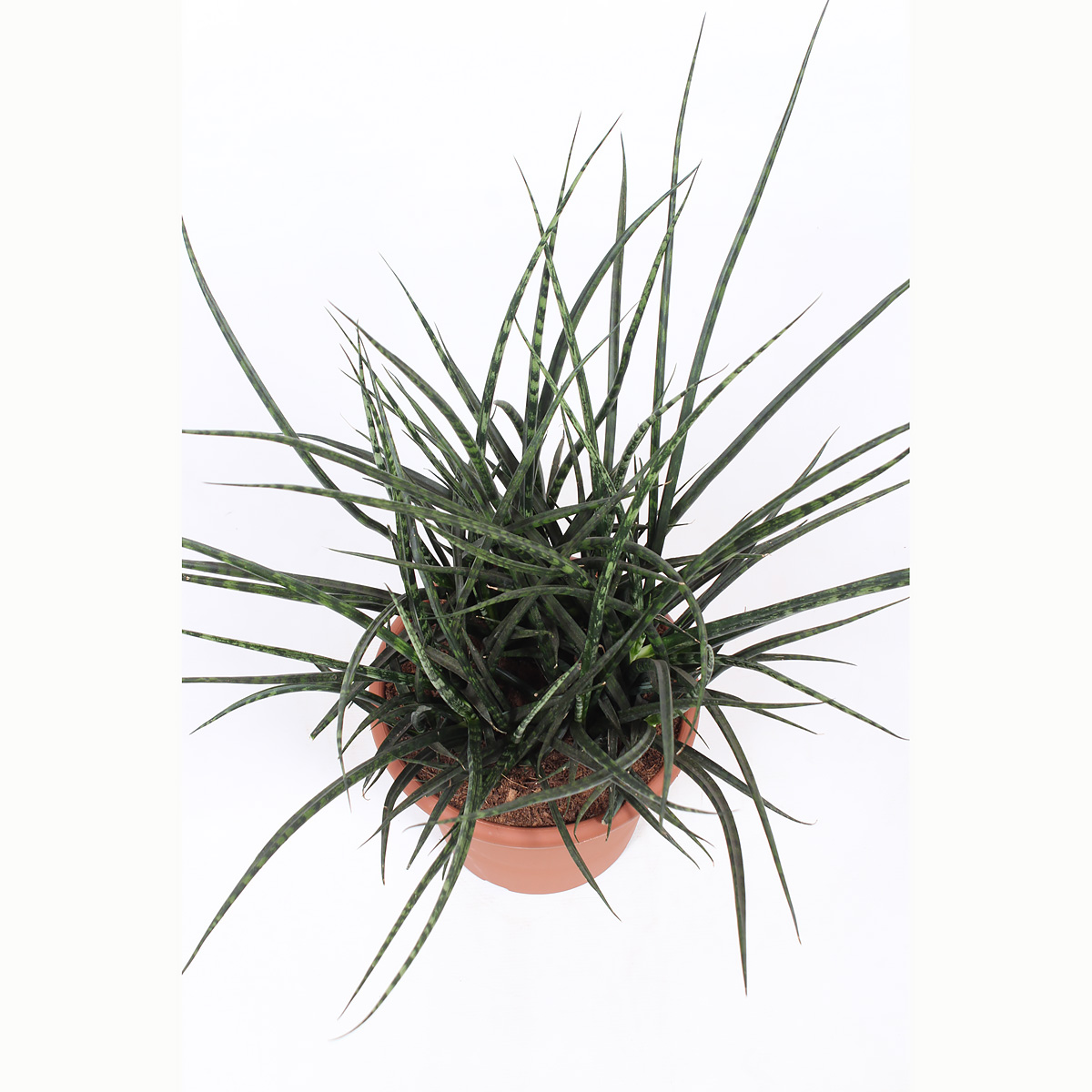 Sanseveria Fernwood Punk - Afbeelding 3