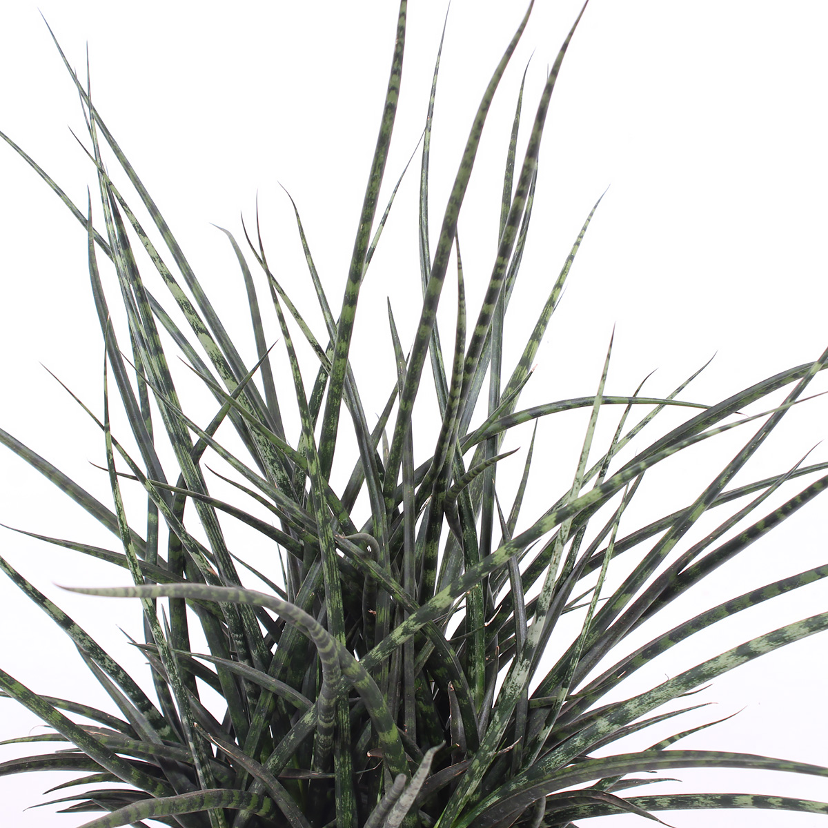 Sanseveria Fernwood Punk - Afbeelding 4