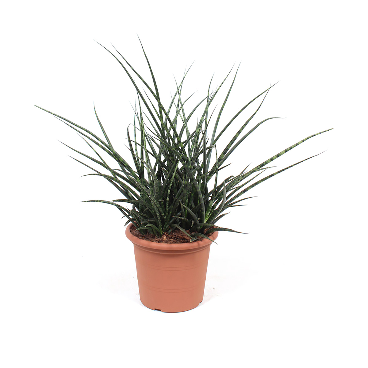 Sanseveria Fernwood Punk - Afbeelding 5