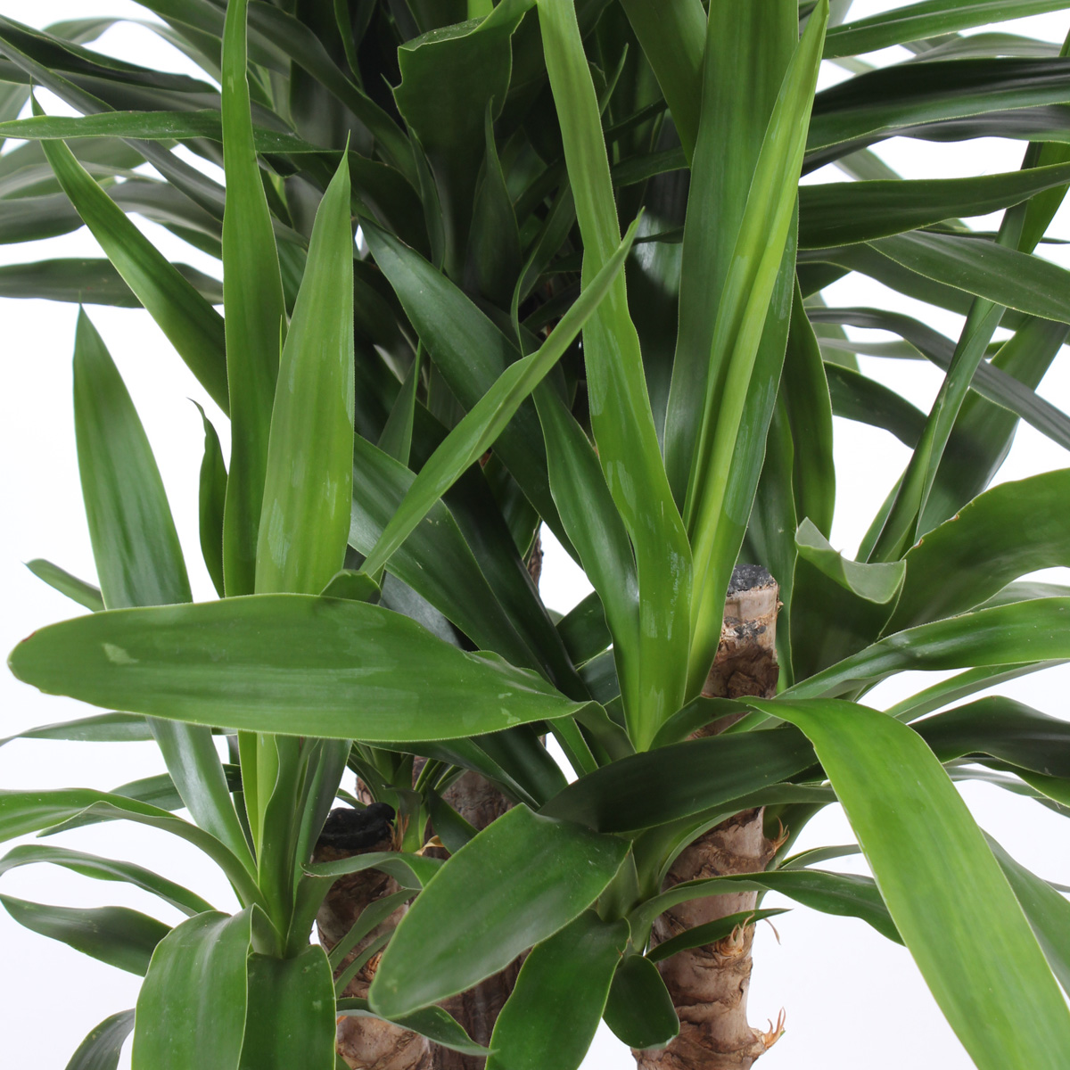 Yucca Elephantipes - Afbeelding 6