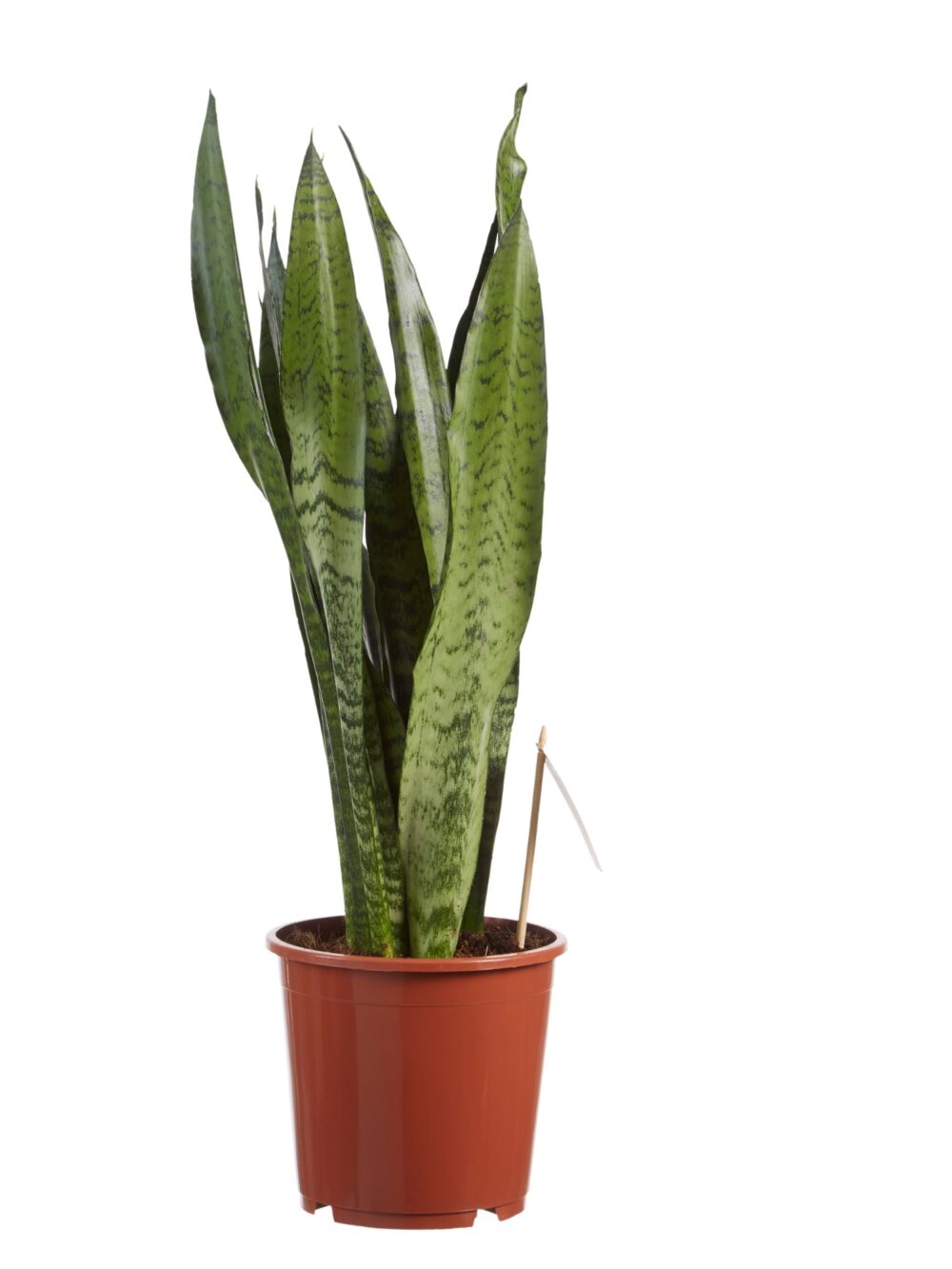 Sanseveria, vrouwentong