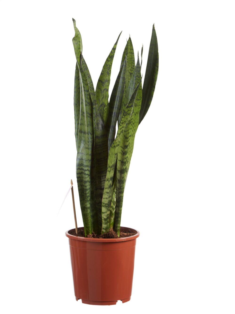 Sanseveria, vrouwentong - Afbeelding 3
