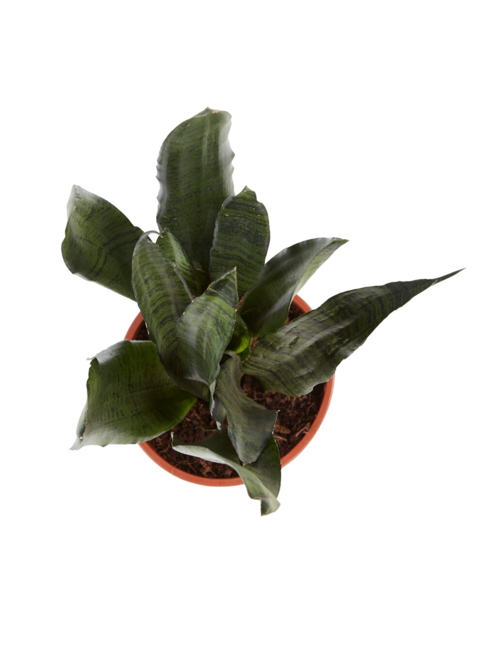 Sanseveria, vrouwentong - Afbeelding 4