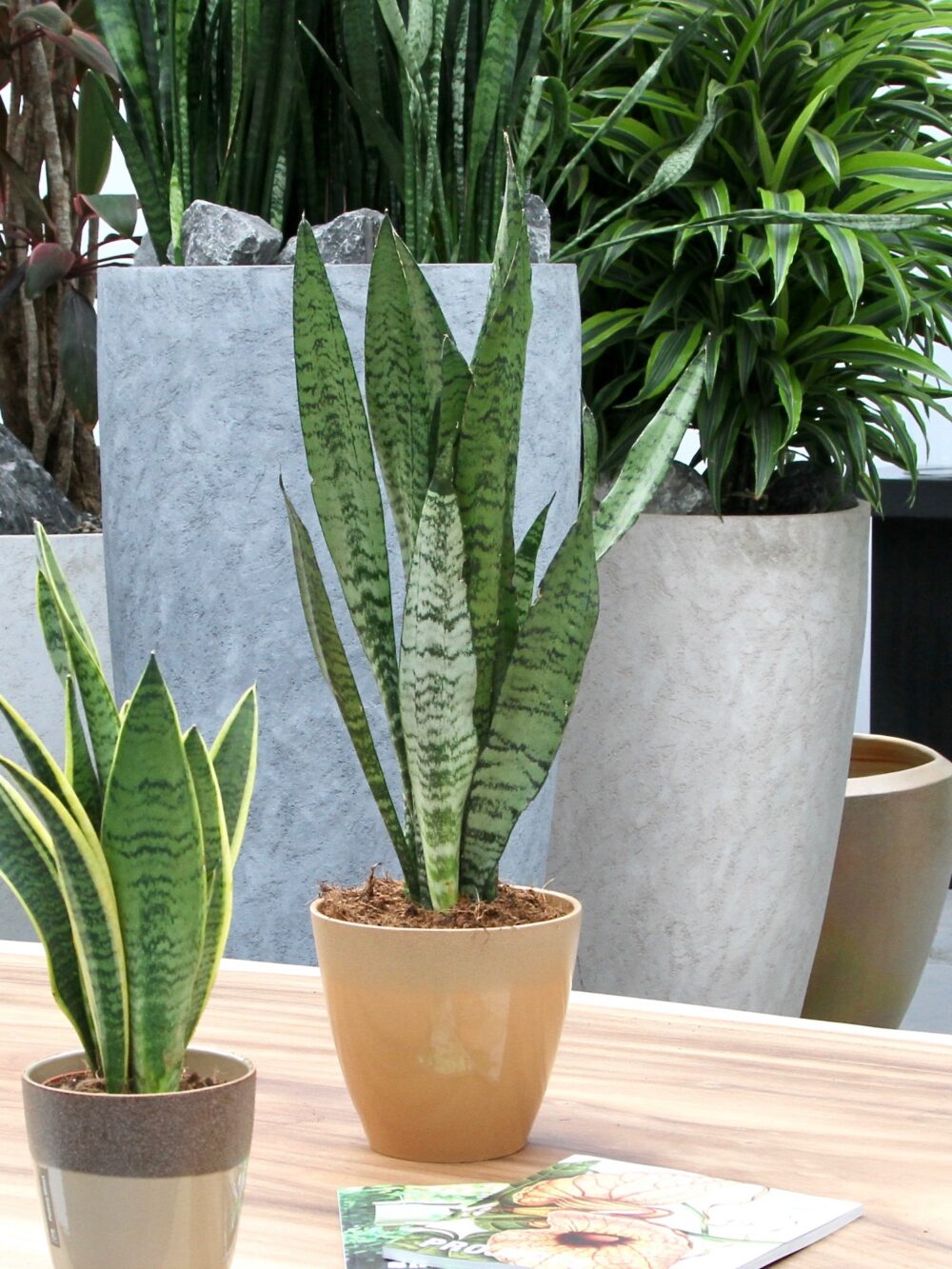 Sanseveria, vrouwentong - Afbeelding 5